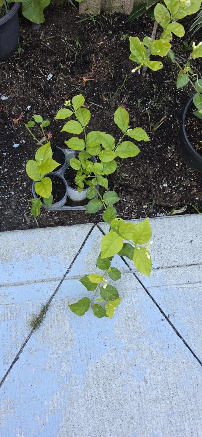 Fragrant Jasmine Plant - photo 3