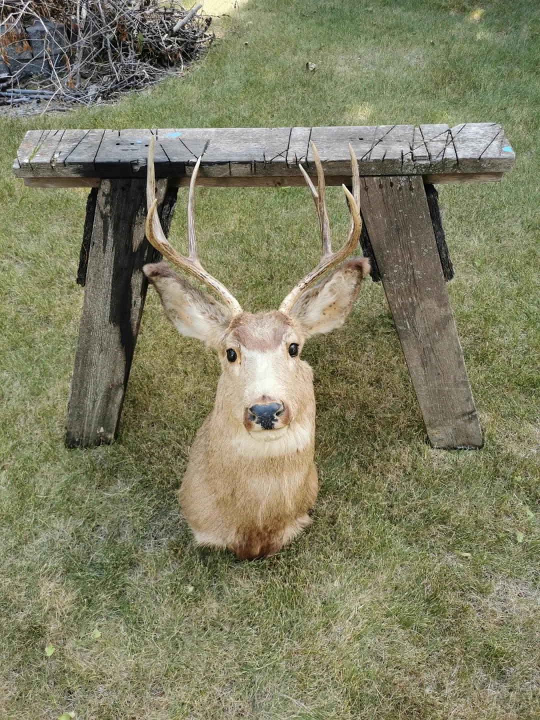 Vintage Deer Shoulder Mount Taxidermy Rustic Cabin - photo 2