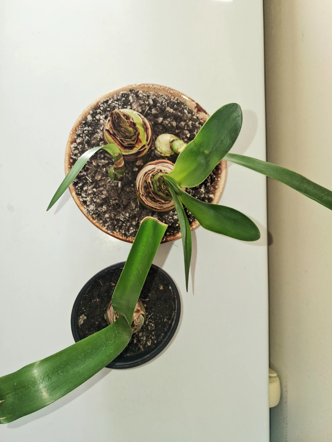 Amaryllis - photo 3
