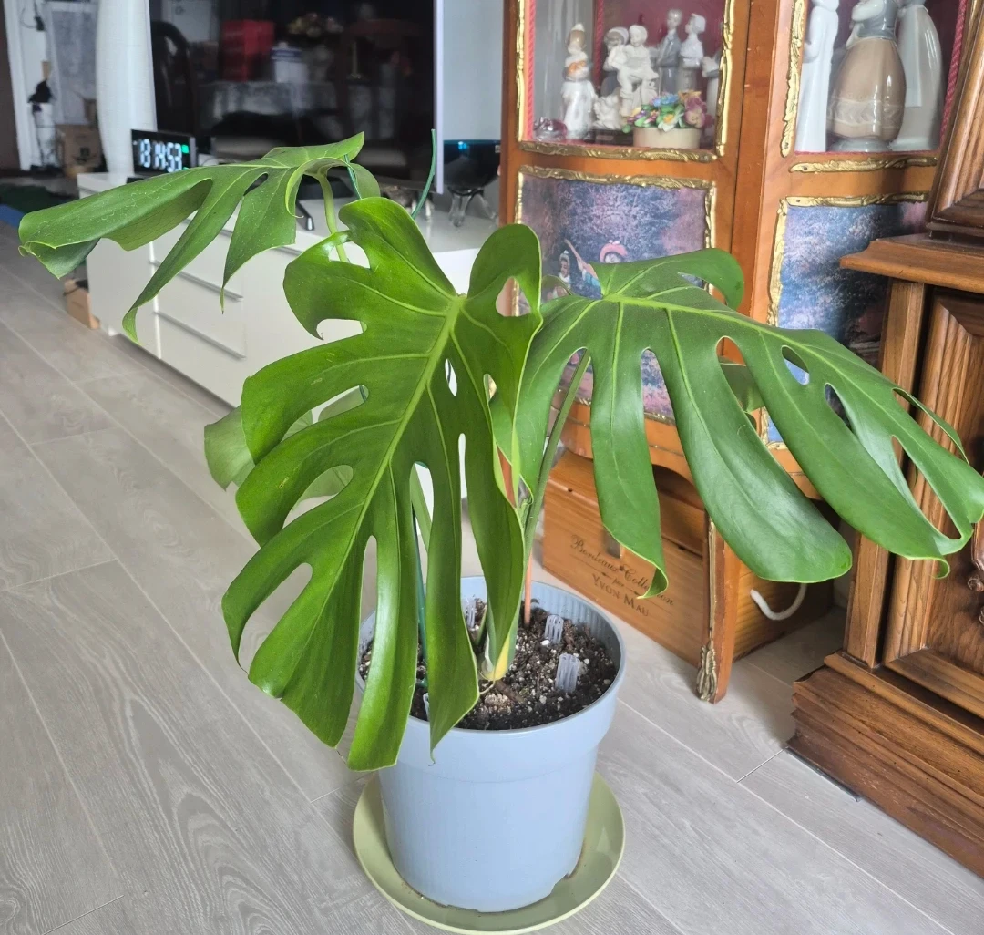 Monstera Deliciosa Plant - photo 3