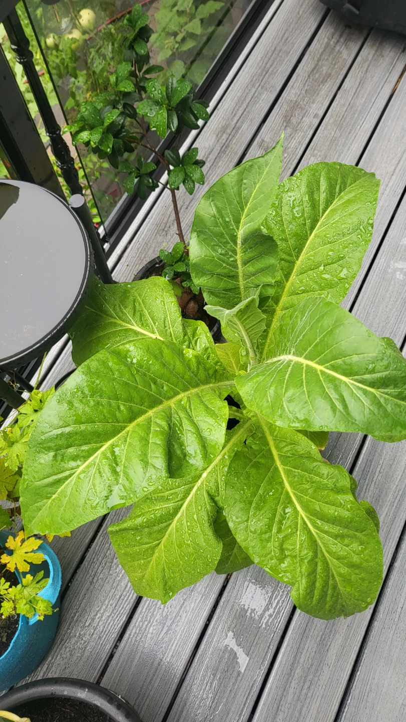 Live Tobacco Plant 30" high - photo 3