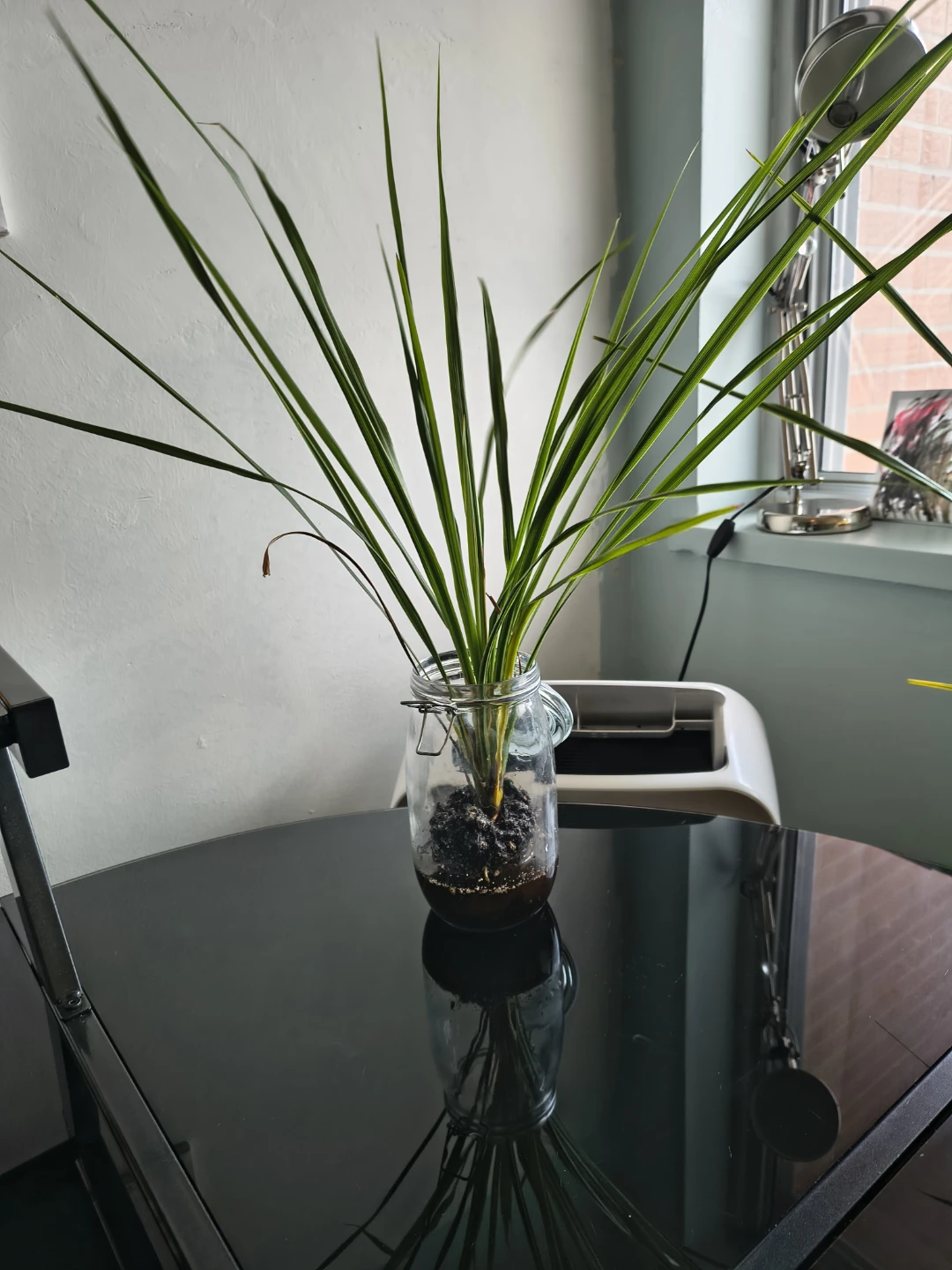 Assorted House Plants in Decorative Pots - photo 4