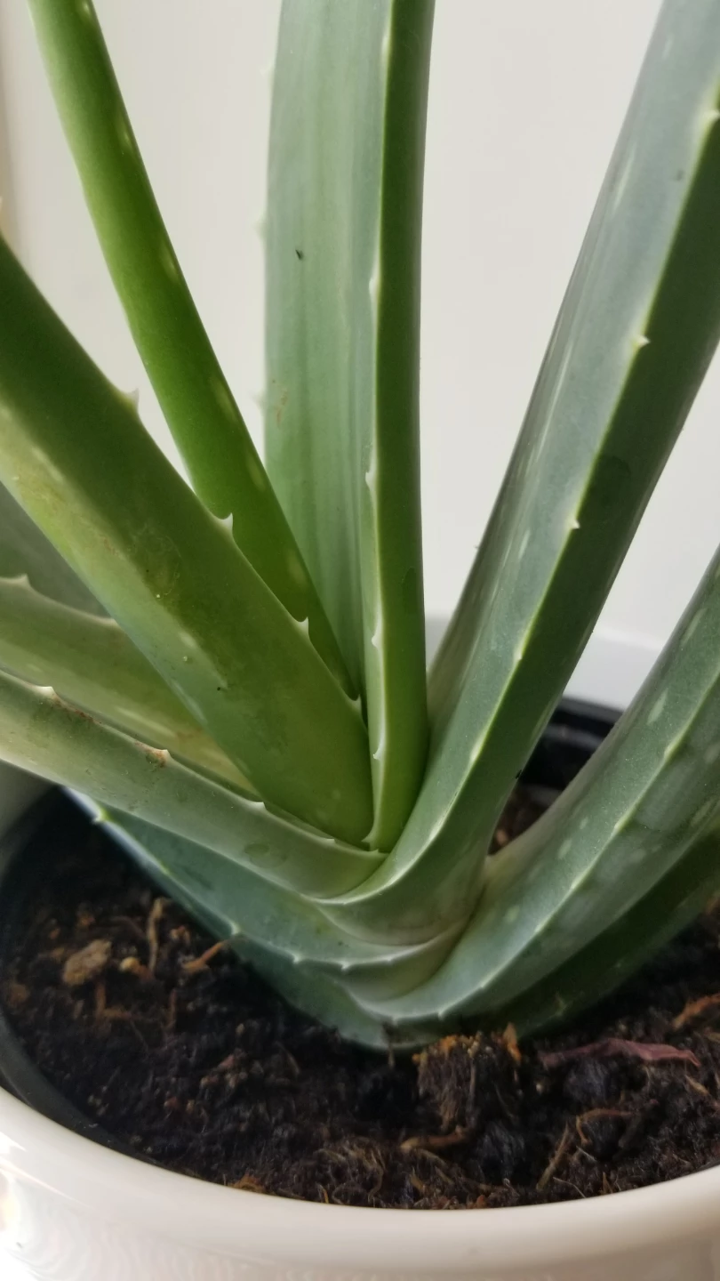 🍃Aloe Vera Plant+ Ceramic Pot and Succulent - photo 5