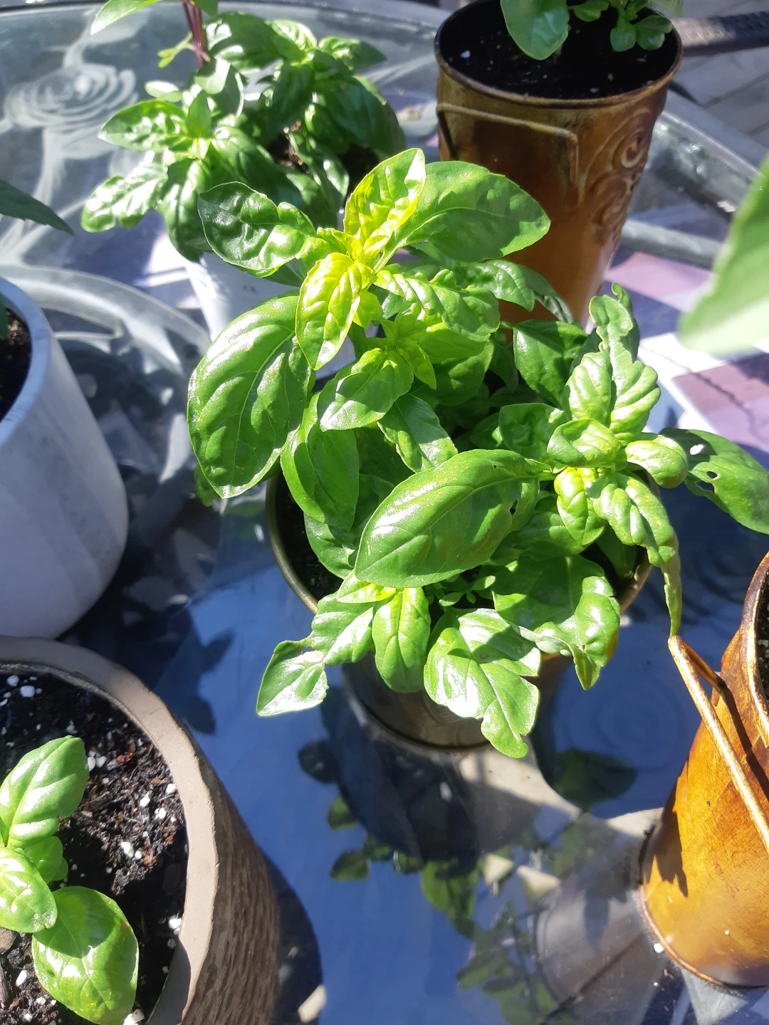 Potted Scented Basil Plants