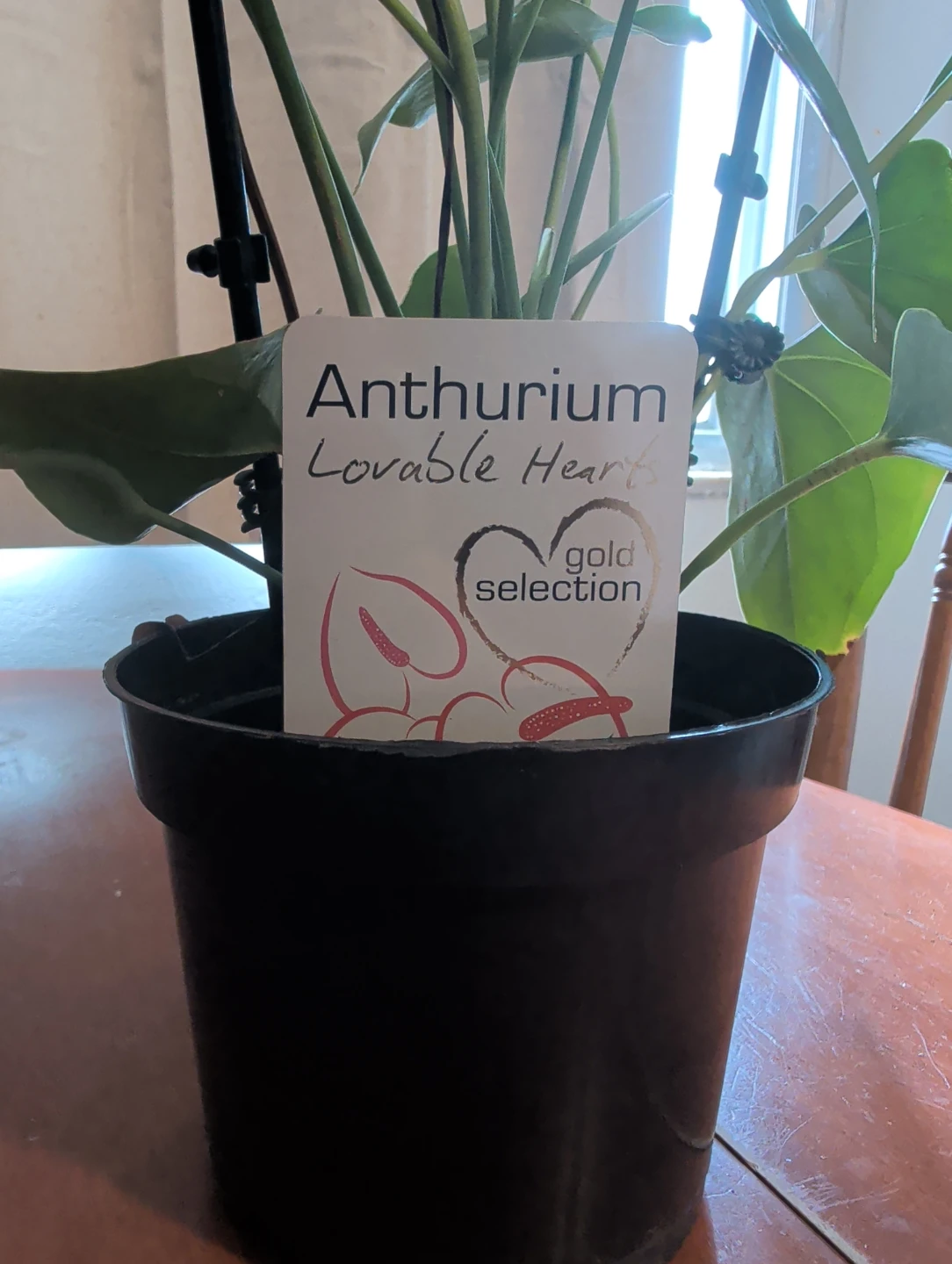 Anthurium Lovable Hearts Gold Selection Plant - photo 3