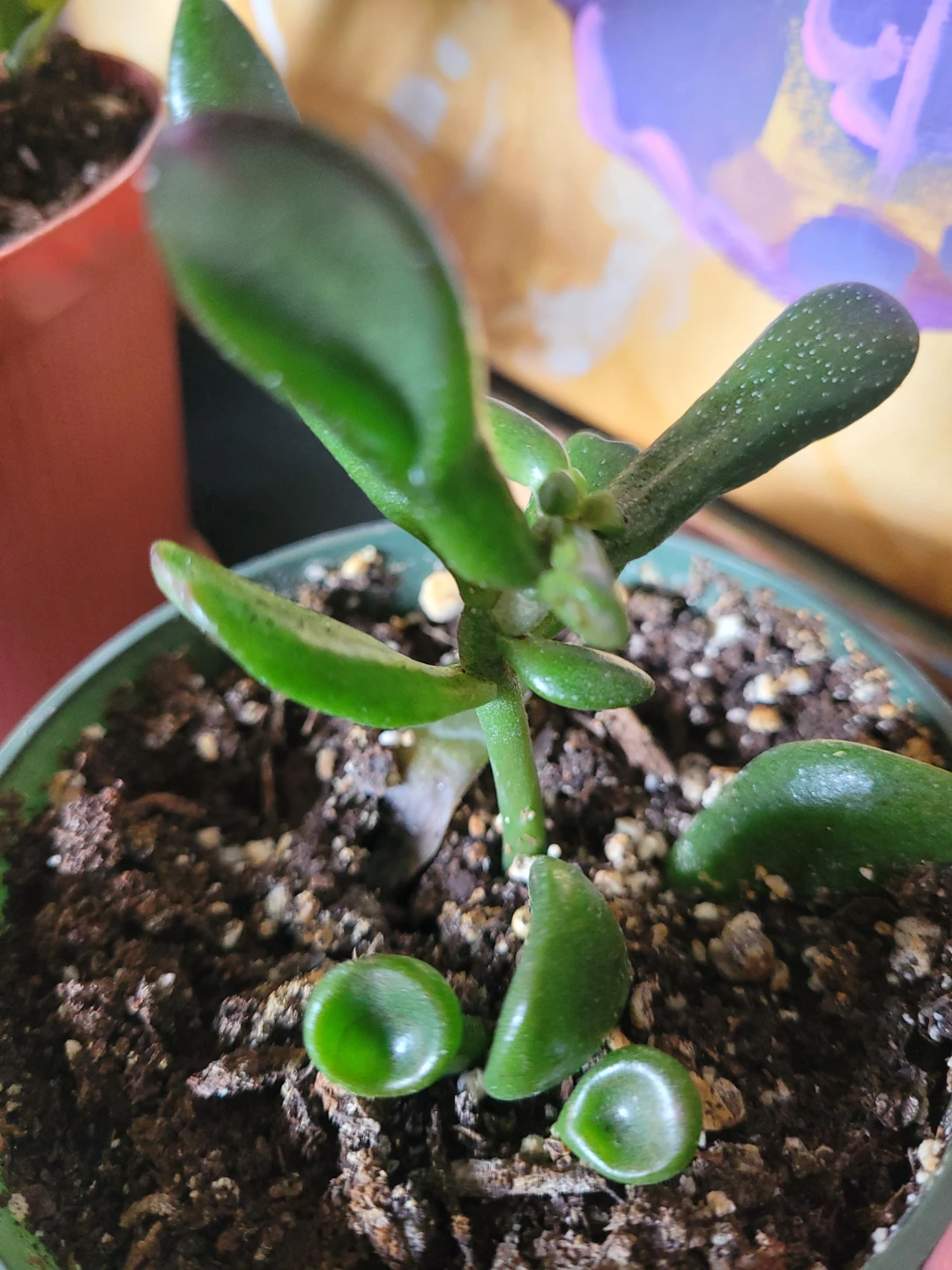 Shreks ears Plant Succulent - photo 3