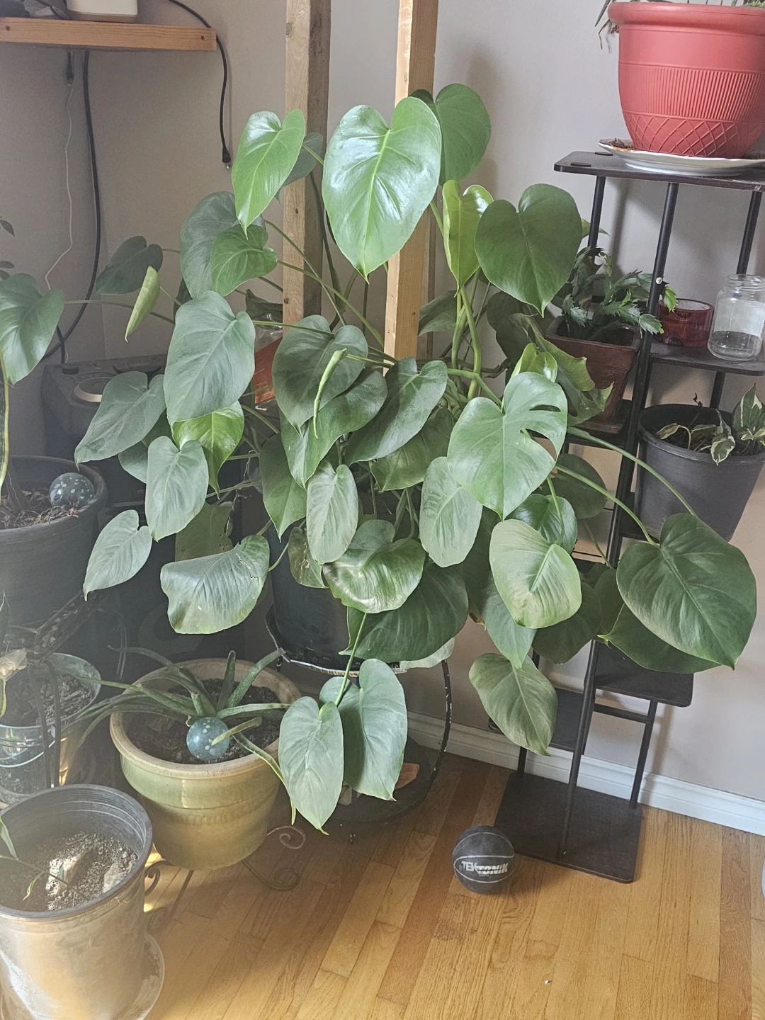 Large Monstera Deliciosa Plant