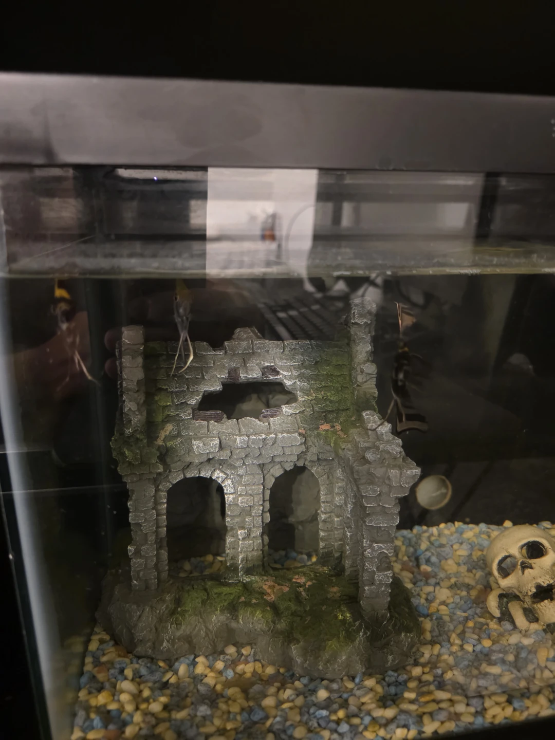 ANGELFISH - photo 2