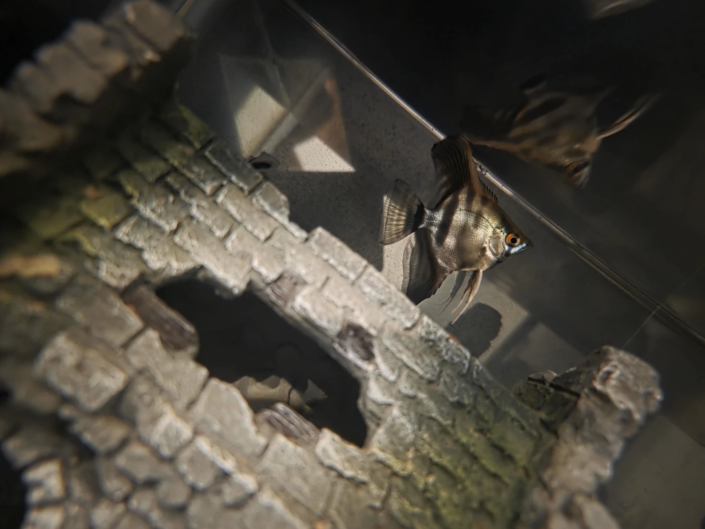 ANGELFISH - photo 4