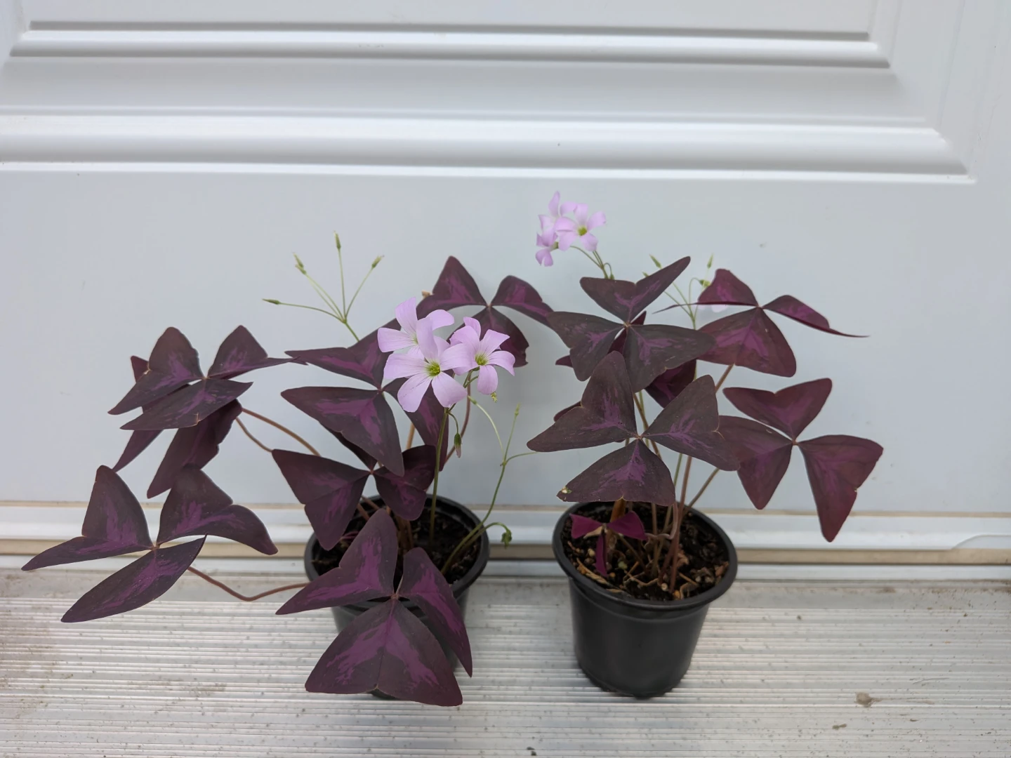 Purple Oxalis - photo 2