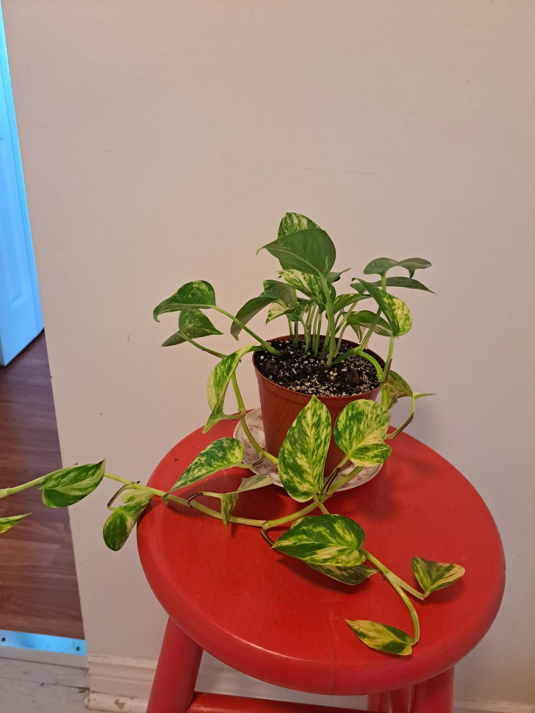 Pothos Plant