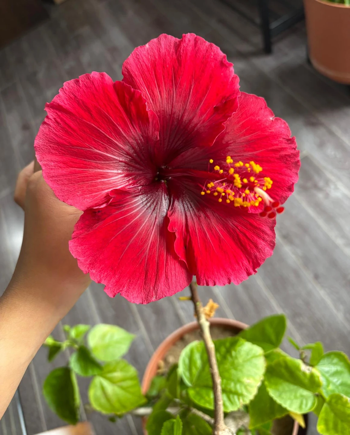 Hibiscus plant - photo 3