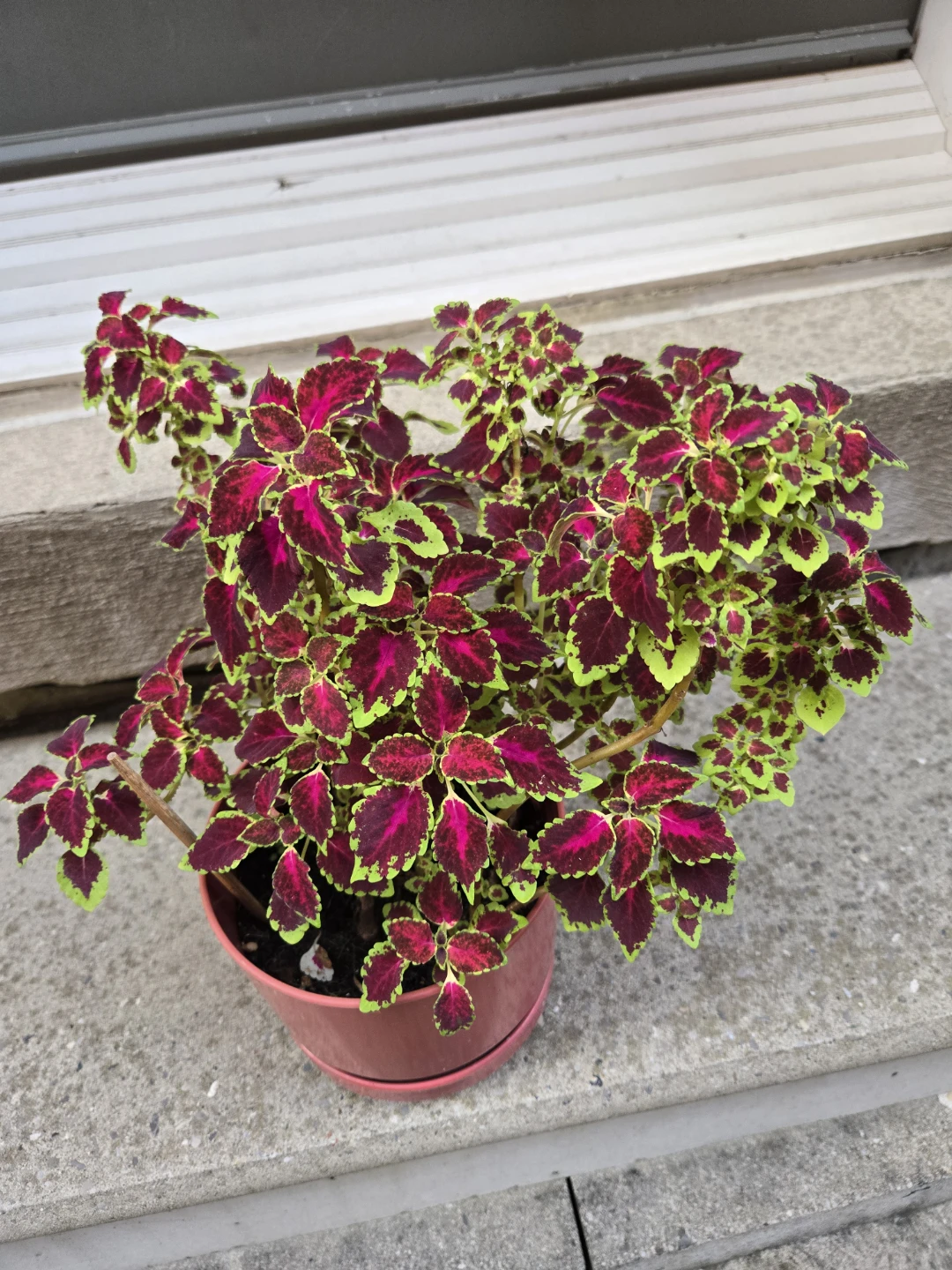Coleus Plant in Pot