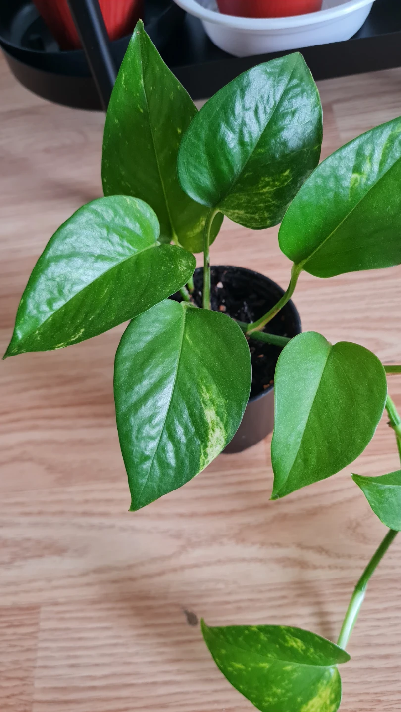 Healthy Rooted Golden Pothos! Easy Care Houseplant - photo 2
