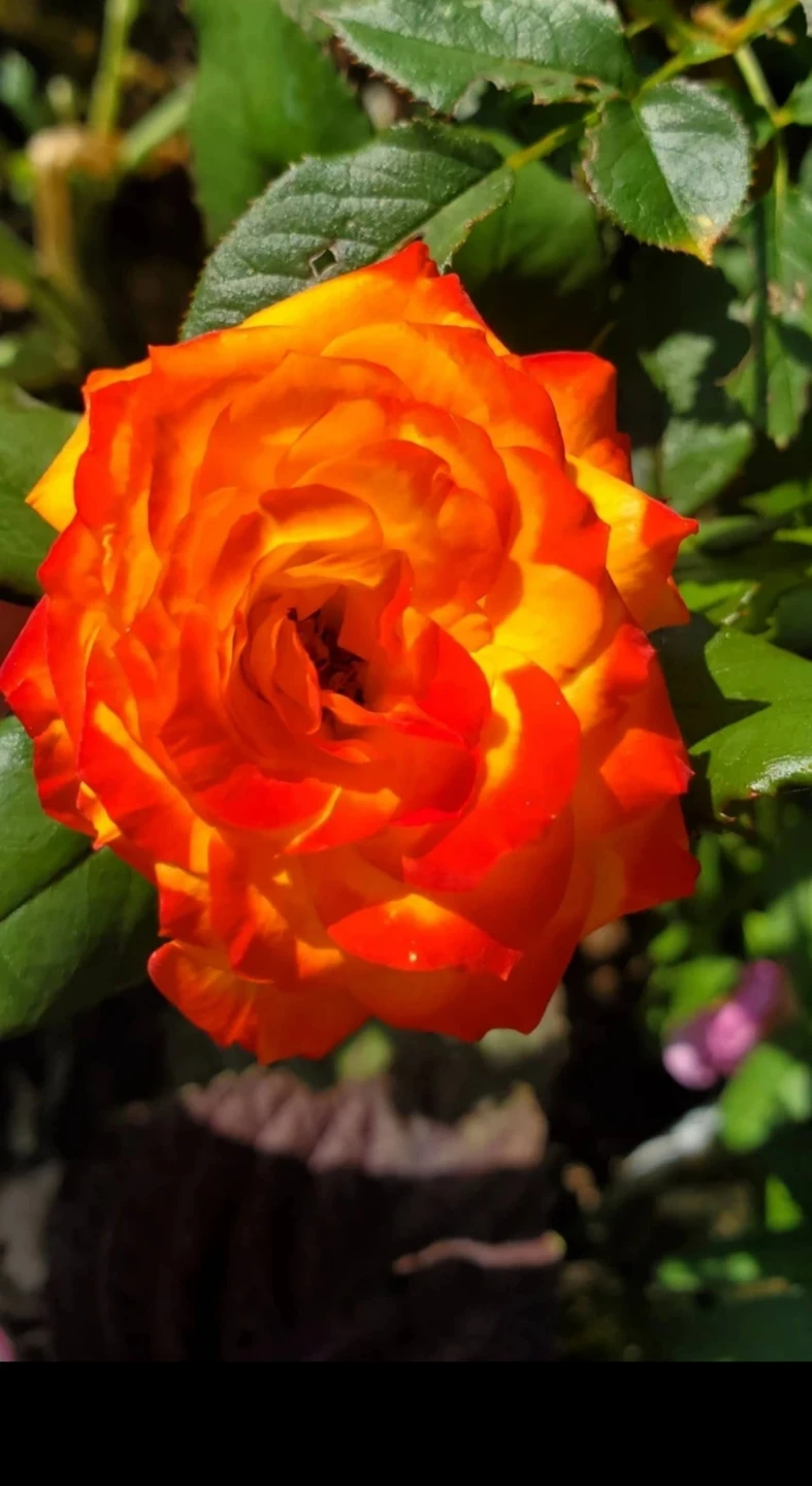Charisma＿Rooted cutting，Floribunda Rose - photo 2