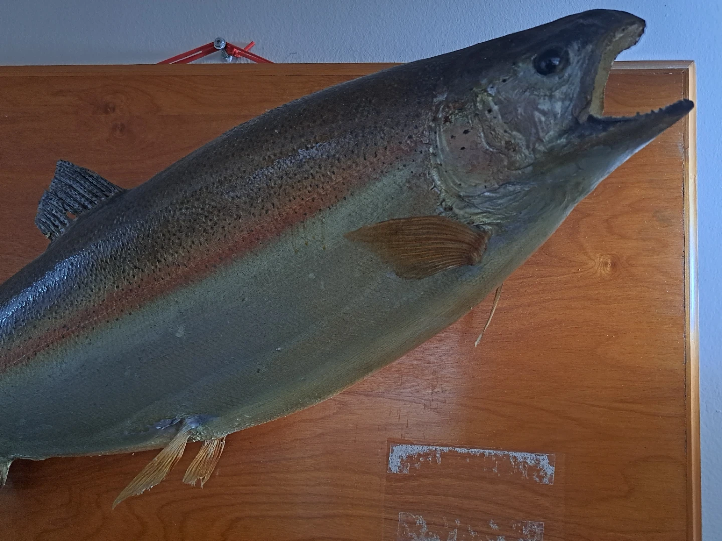 Mounted rainbow Trout taxidermy Display