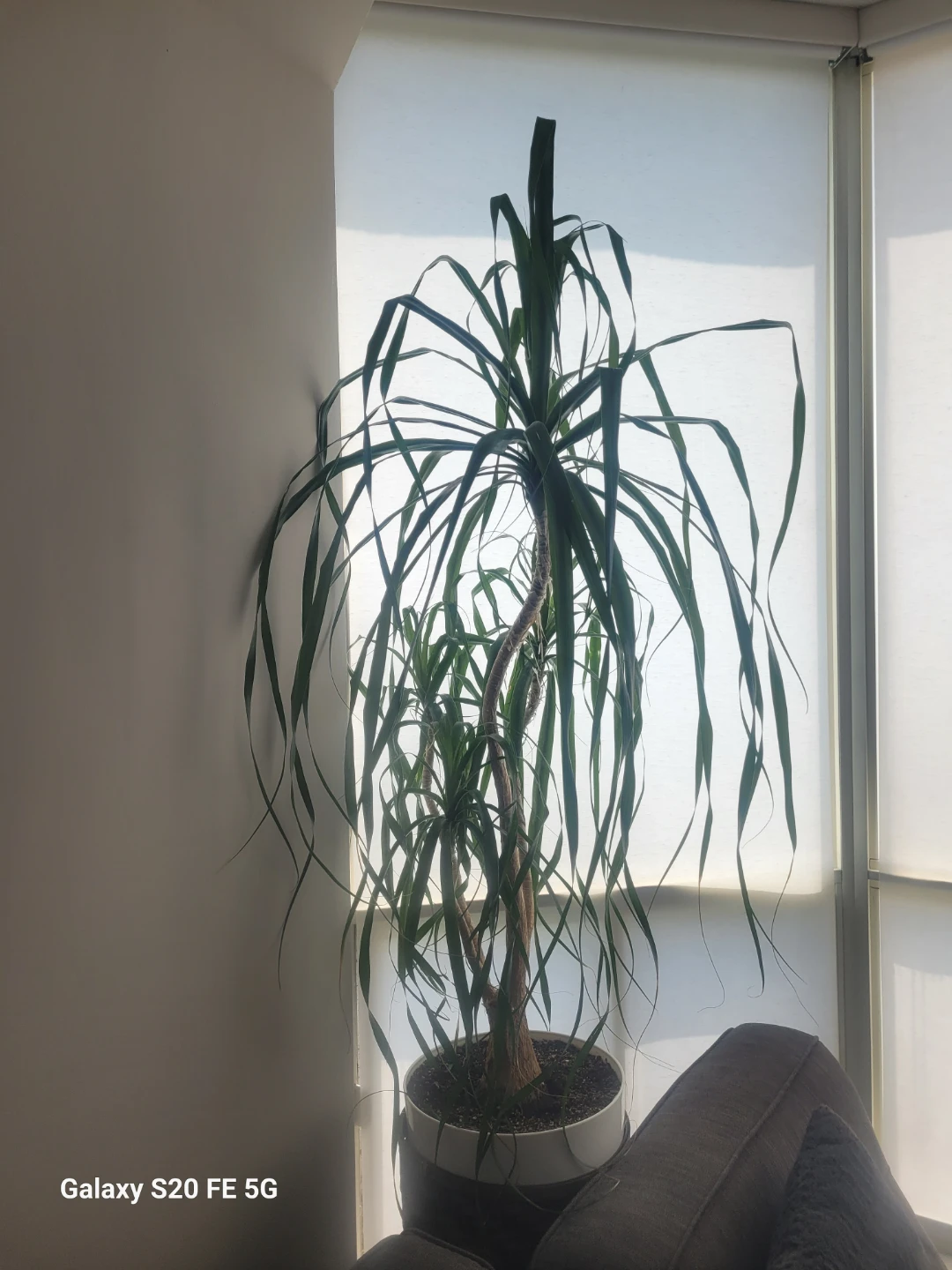 Dracaena Marginata Plant - photo 2