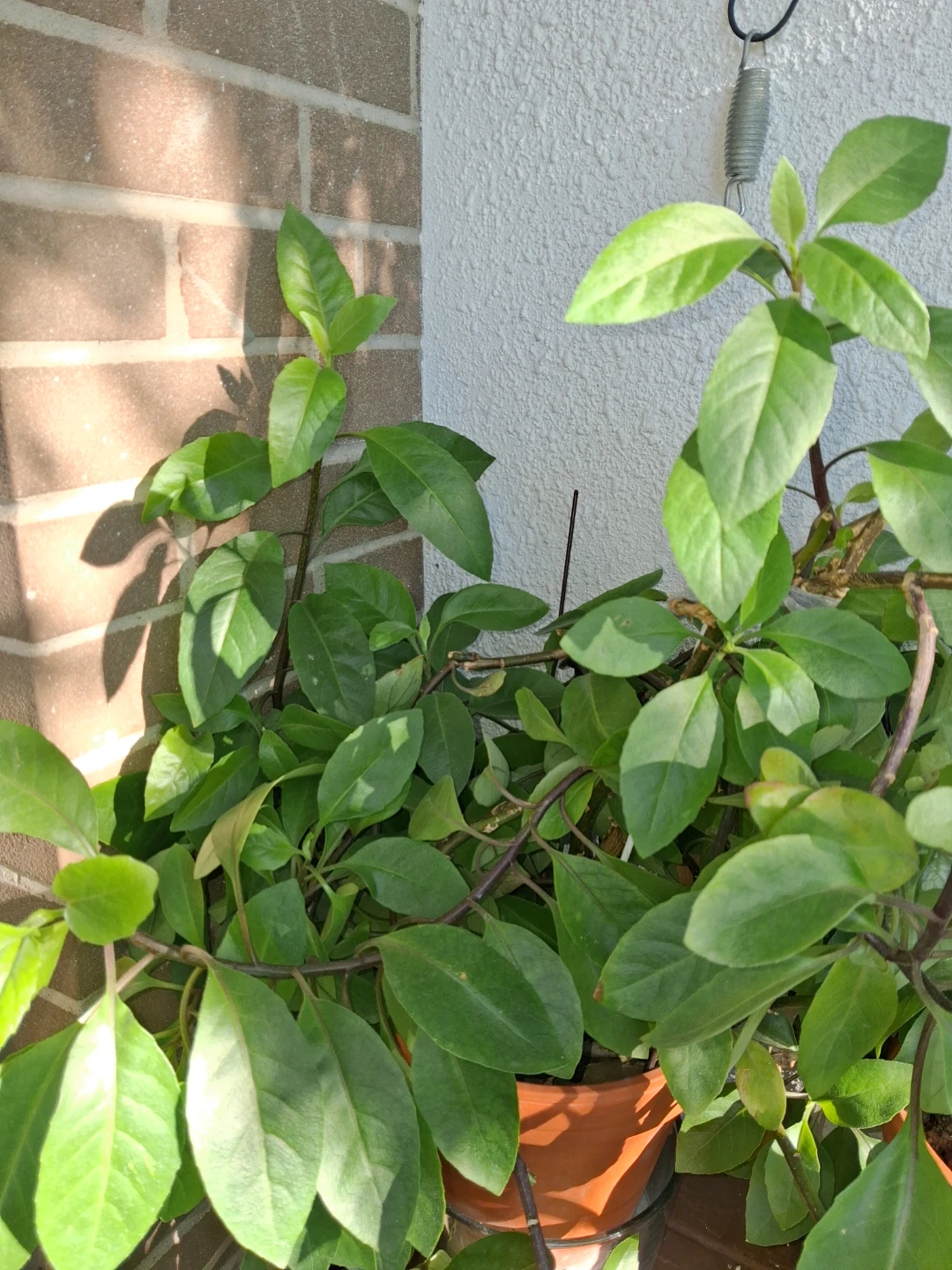 Longevity Spinach Plant ( no pot) - photo 3