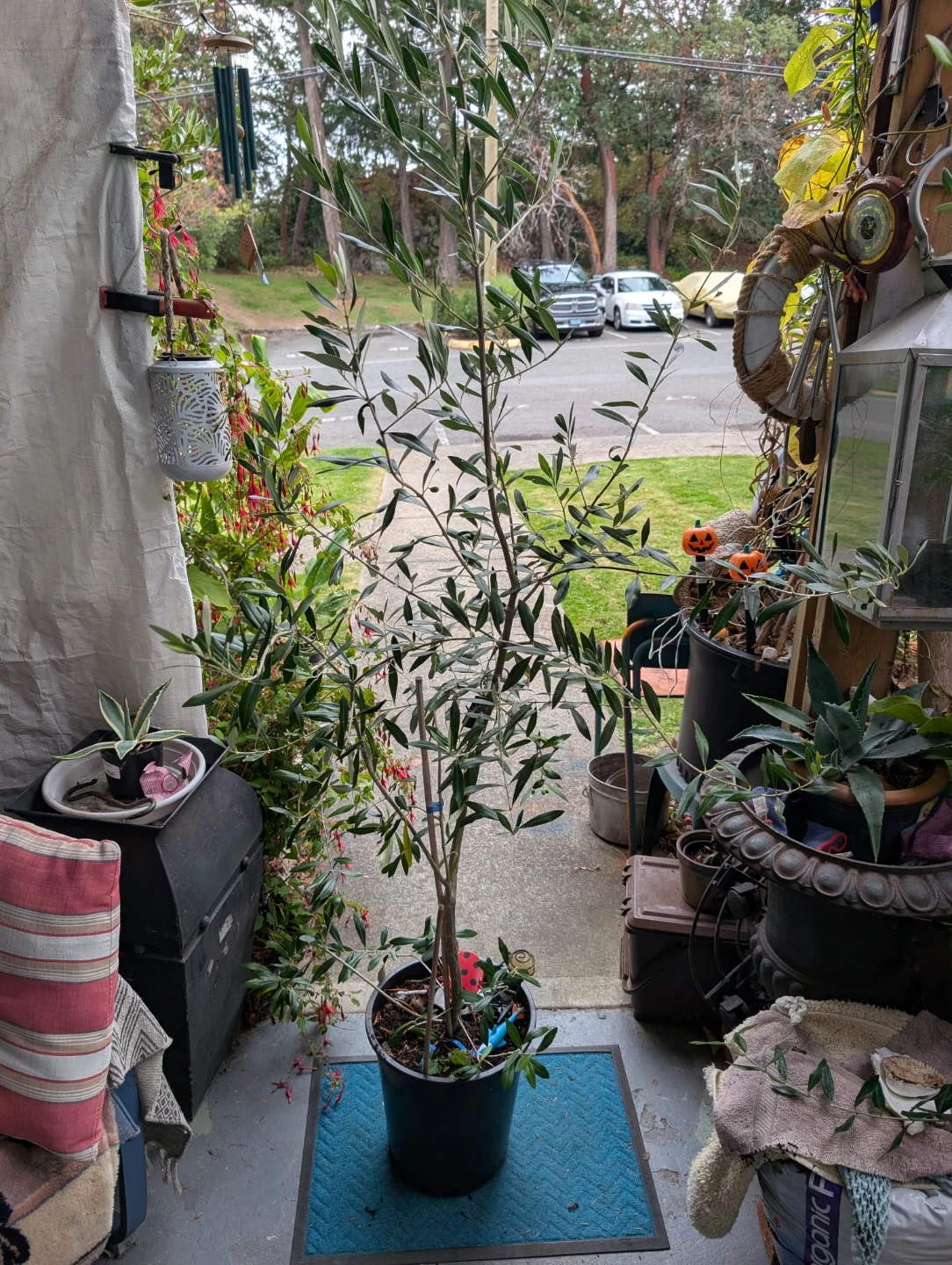 Olea europaea 'Leccino and Chen Lali' Mediterranean Olive Tree - photo 4
