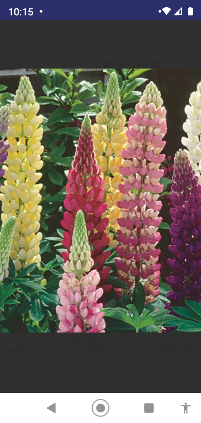 Lupin perennial plants