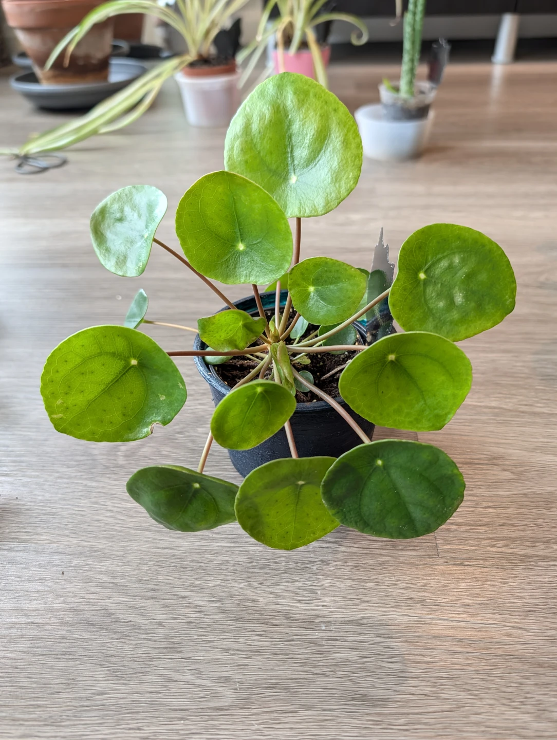 Plenty Pilea - photo 2