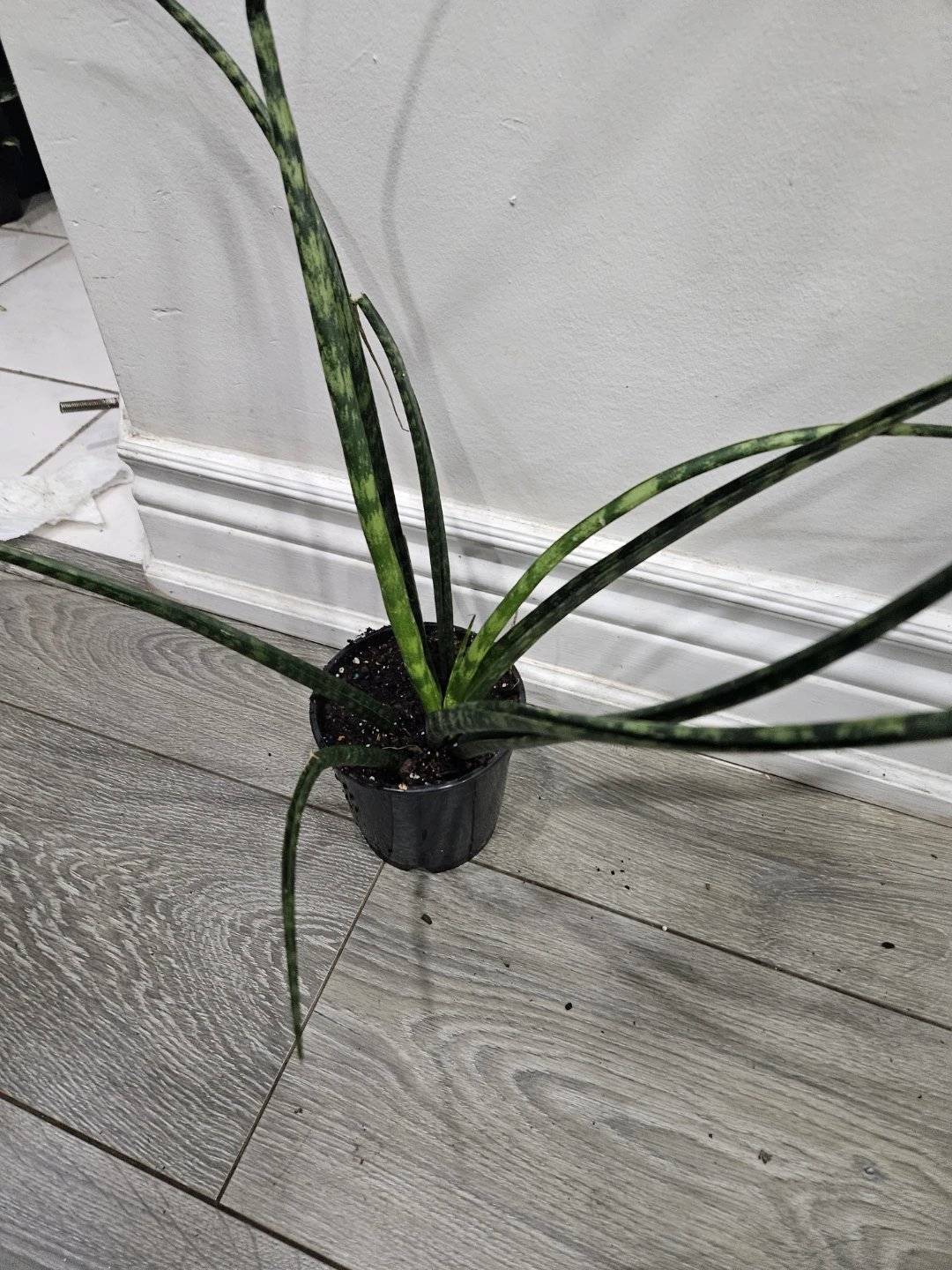 Snake Plant - Cylindrical Variety - photo 3