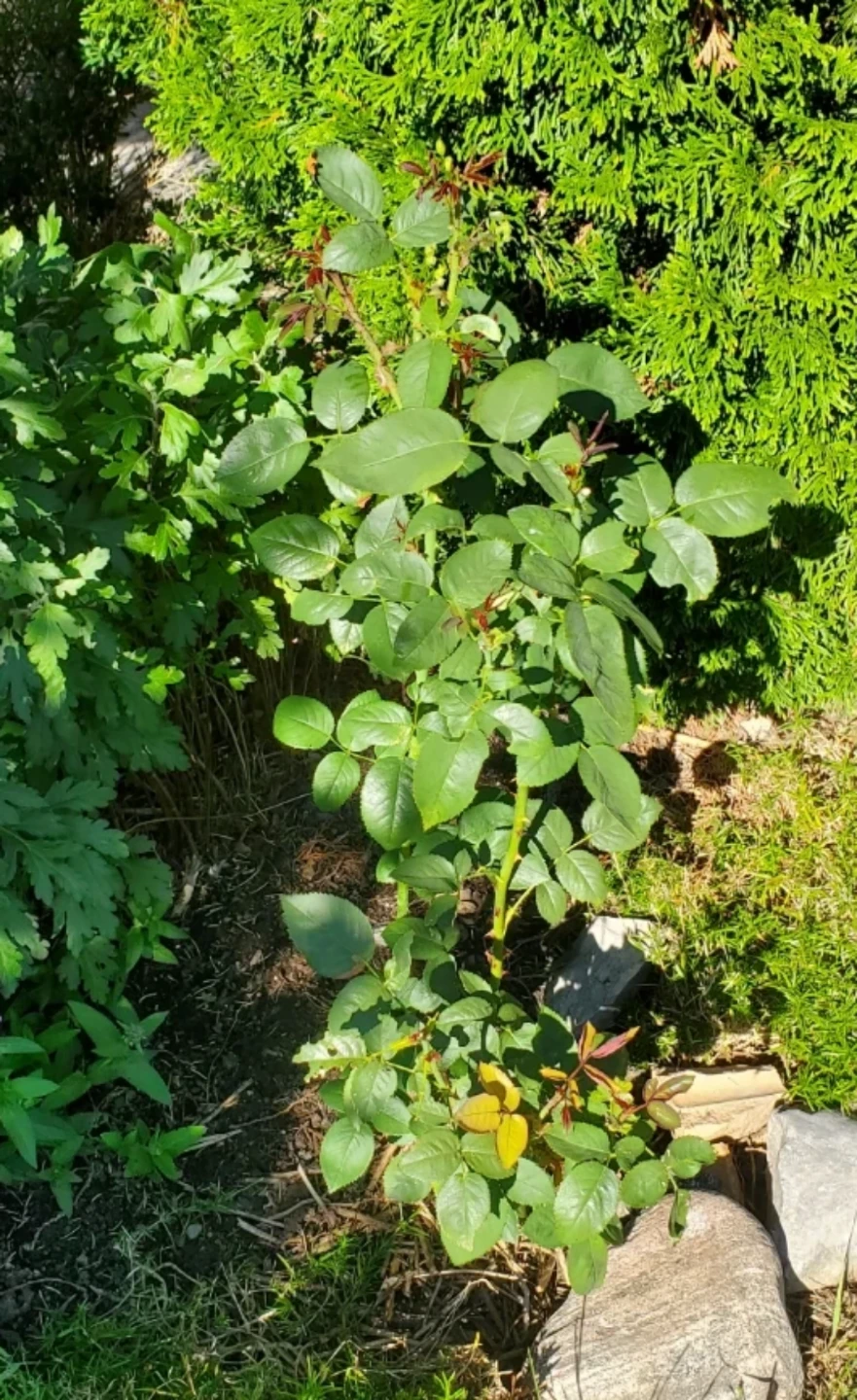 Tropicana - Hybrid Tea - photo 4