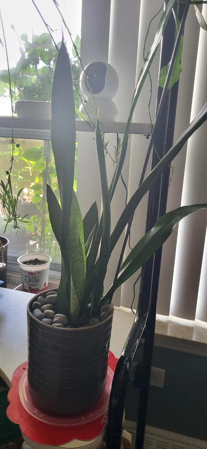 Snake plant in CERAMIC POT - photo 4
