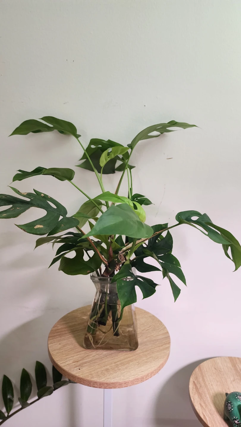 Rhaphidophora Tetrasperma Plant