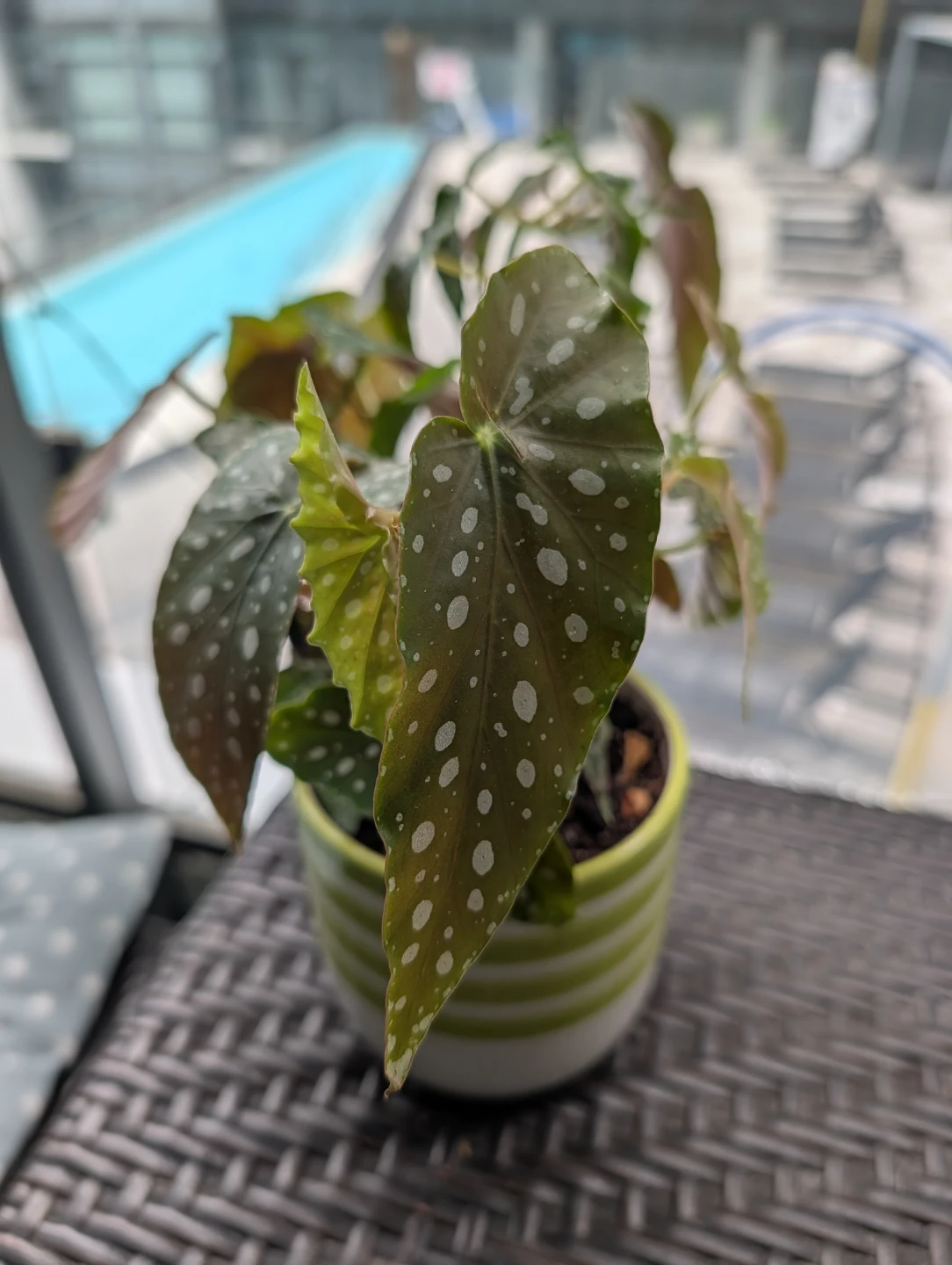 Polka dot Begonia Plant
