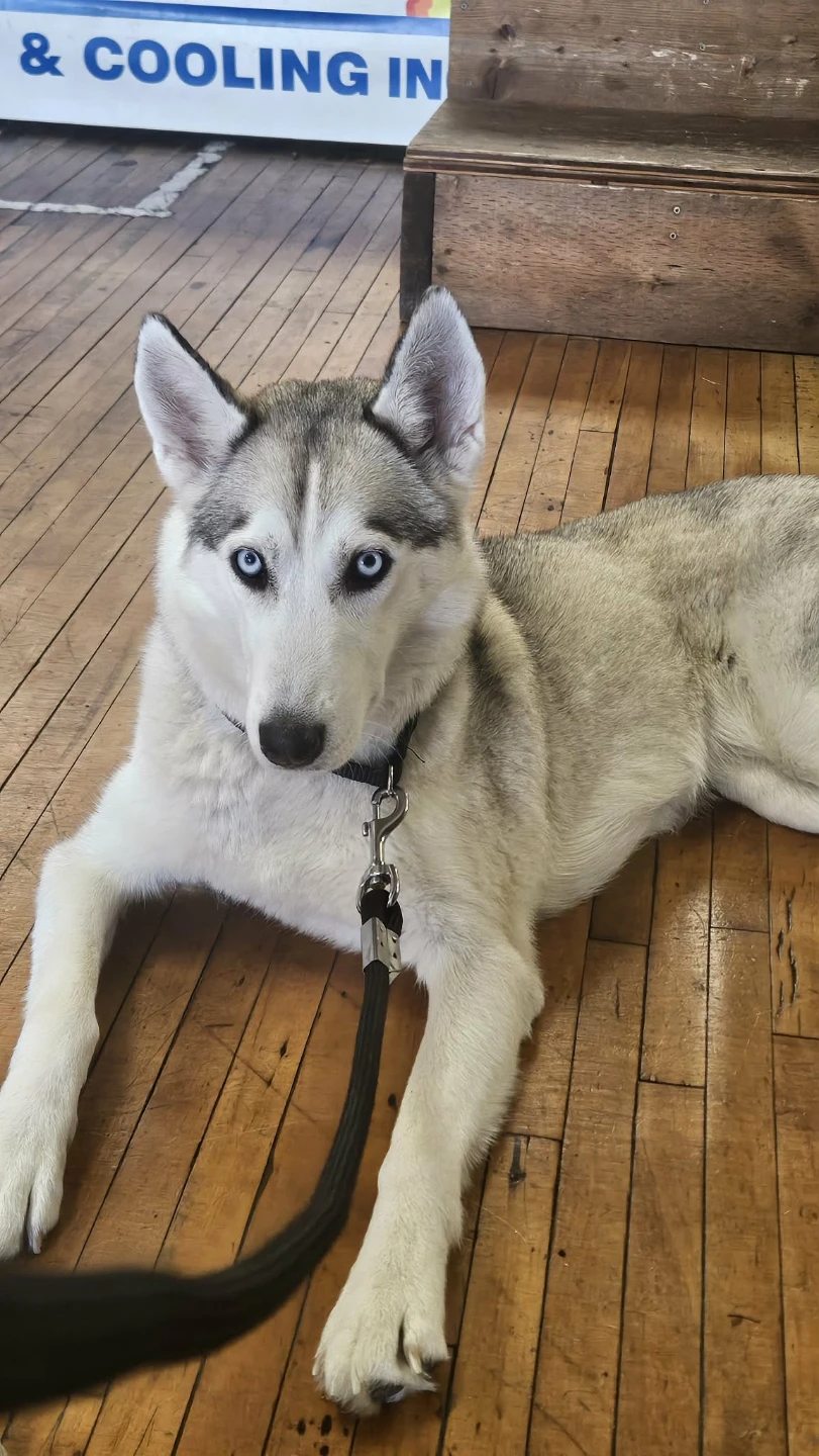 Siberian Husky Dog