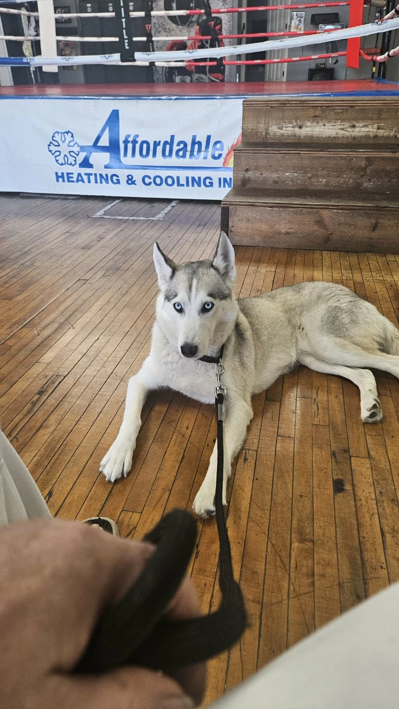 Siberian Husky Dog - photo 2
