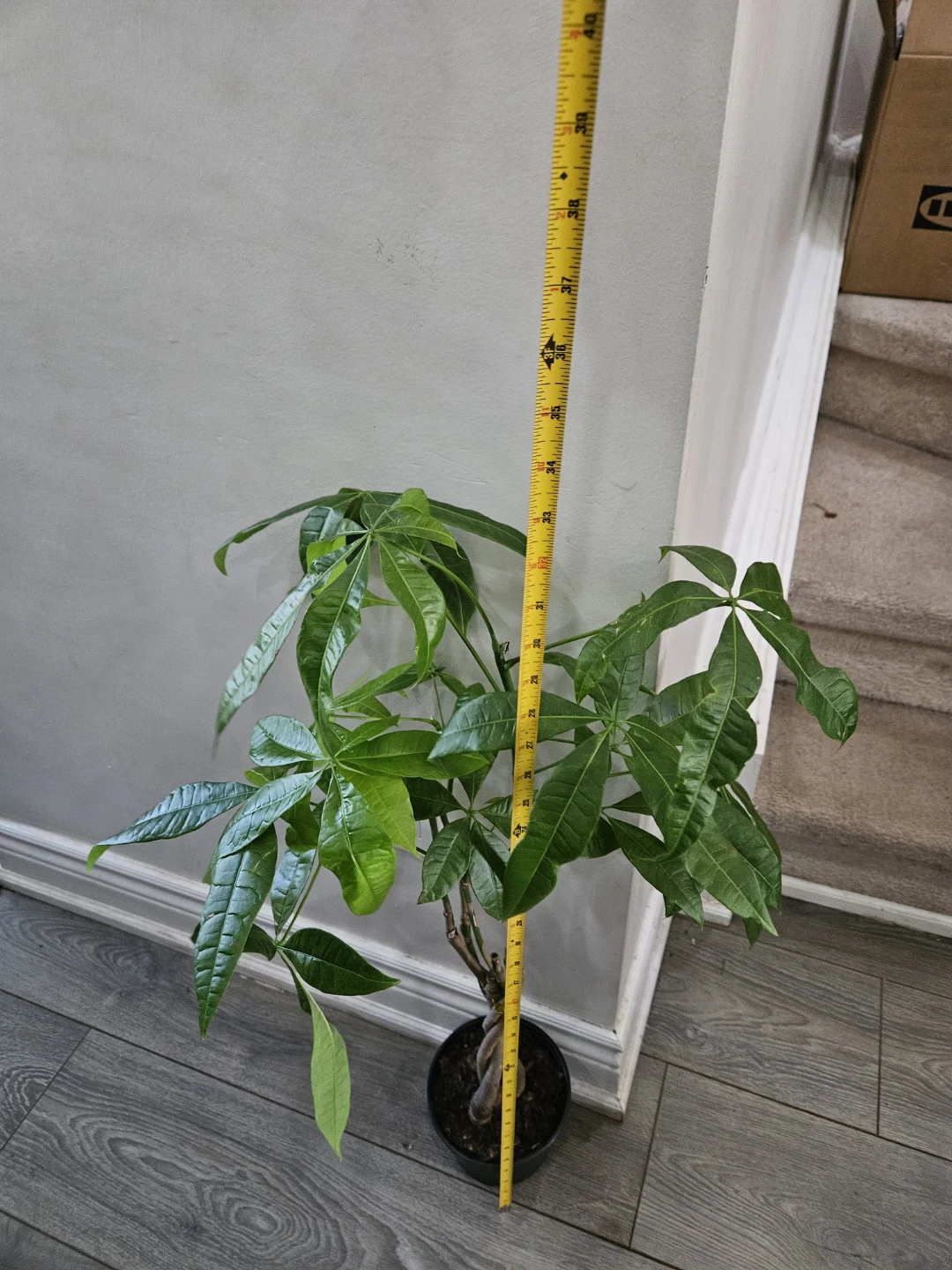 Money Tree Plant in 6"pot