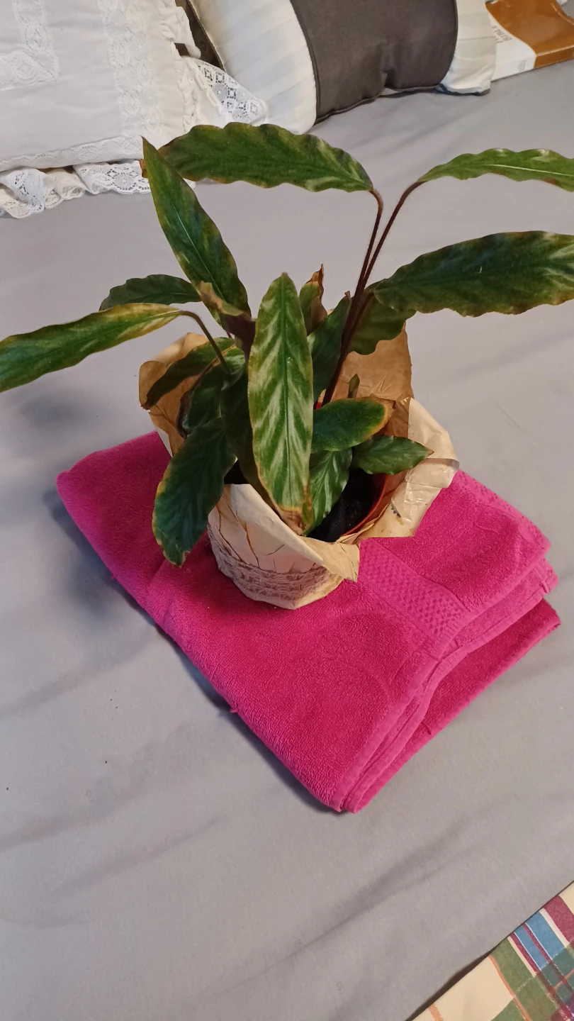 Calathea Plant in Decorative Pot - photo 2
