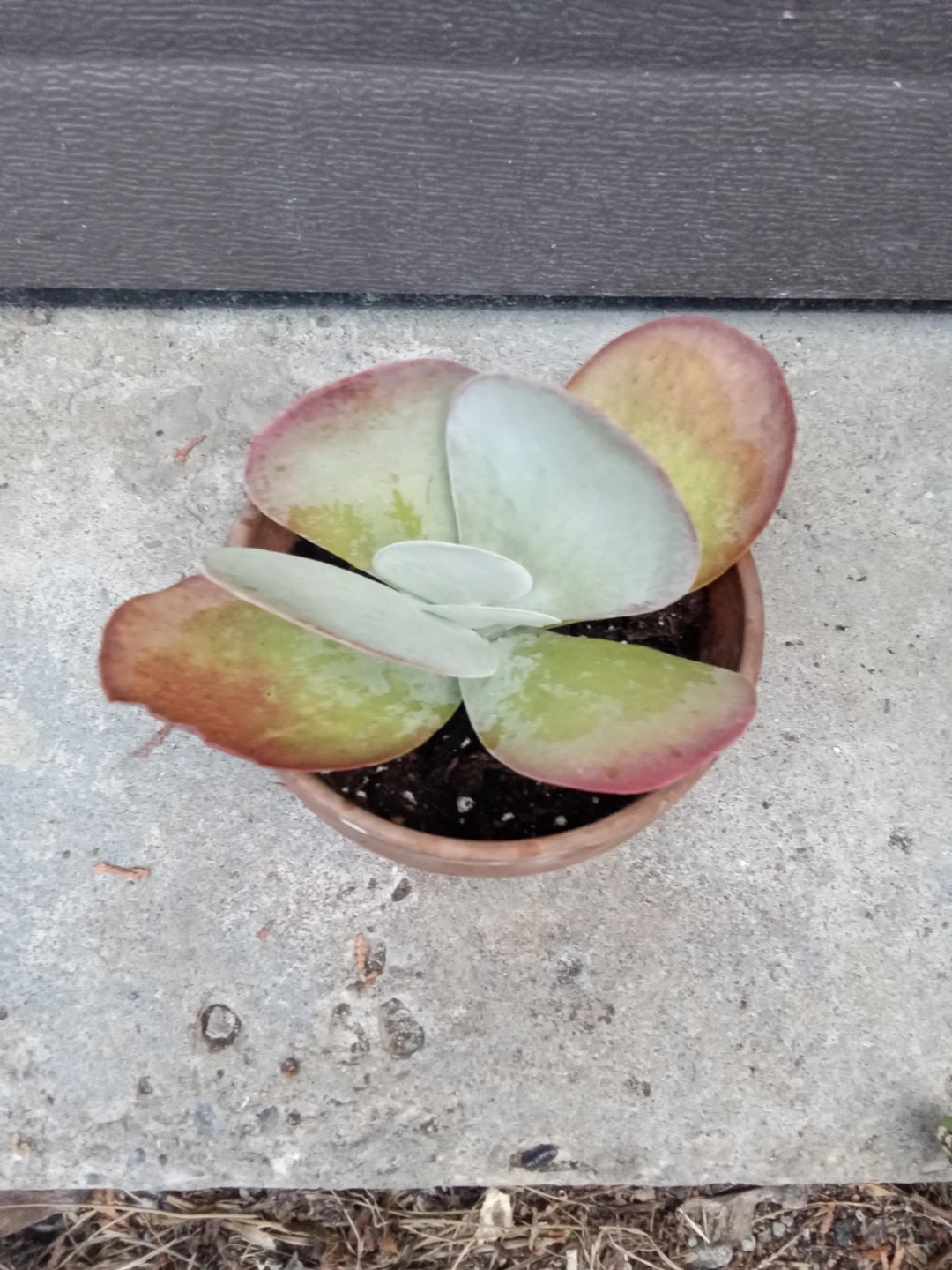 Kalanchoe Thyrsiflora Plant (paddle plant,desert rose)