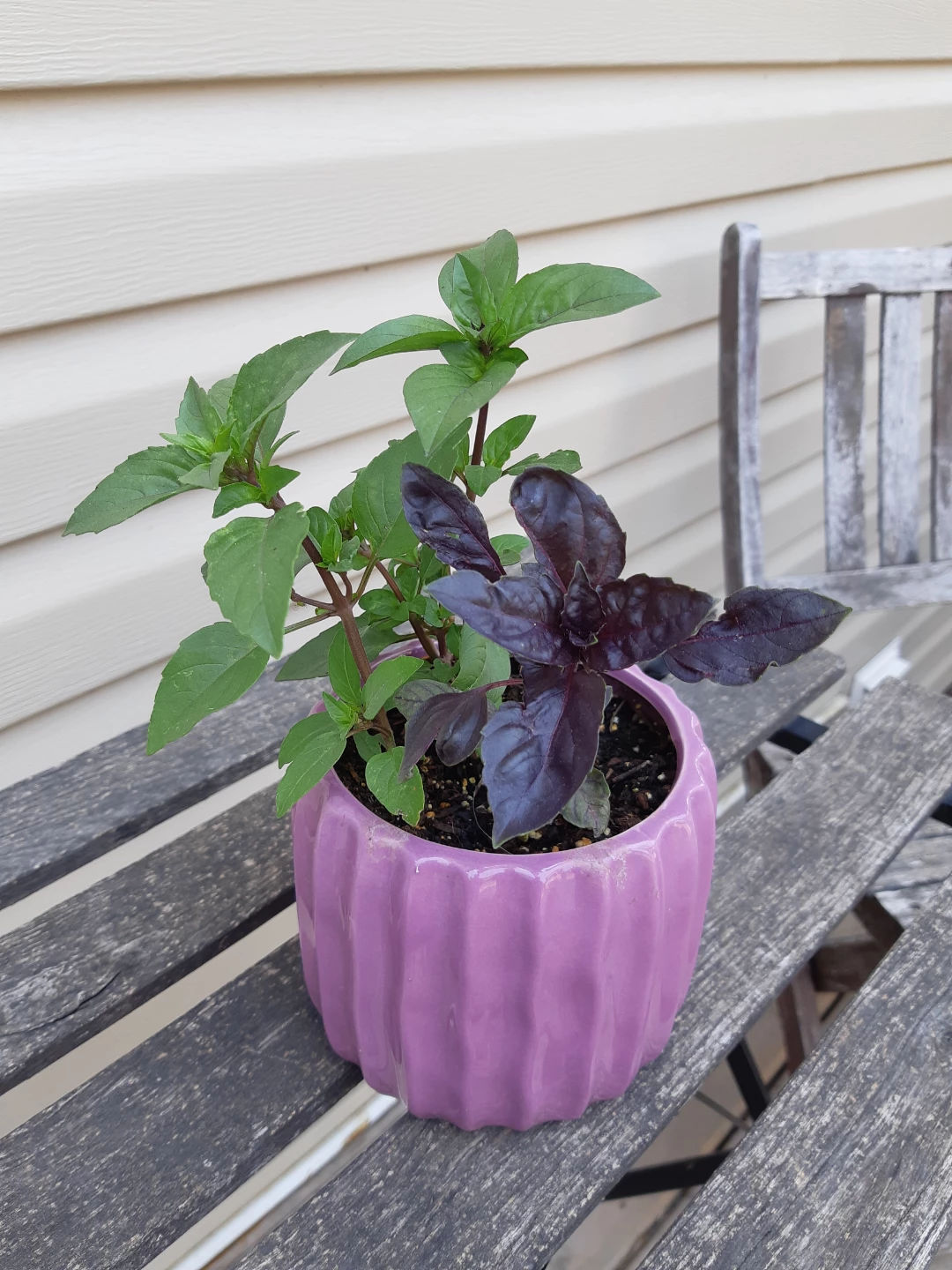 Ceramic planter of basil