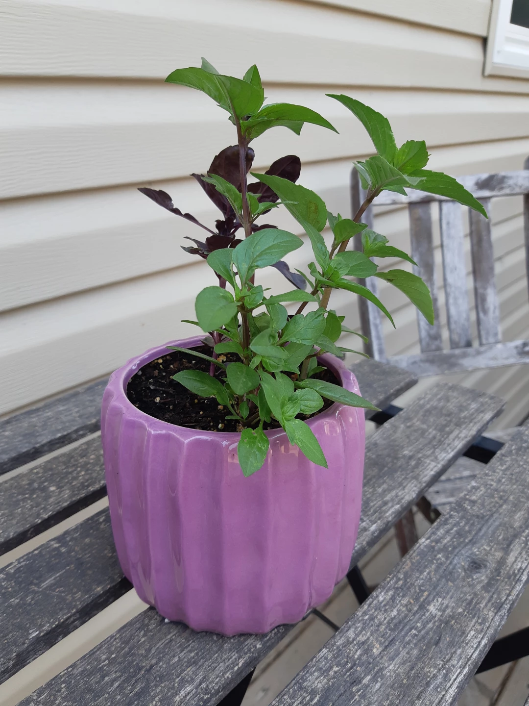 Ceramic planter of basil - photo 4