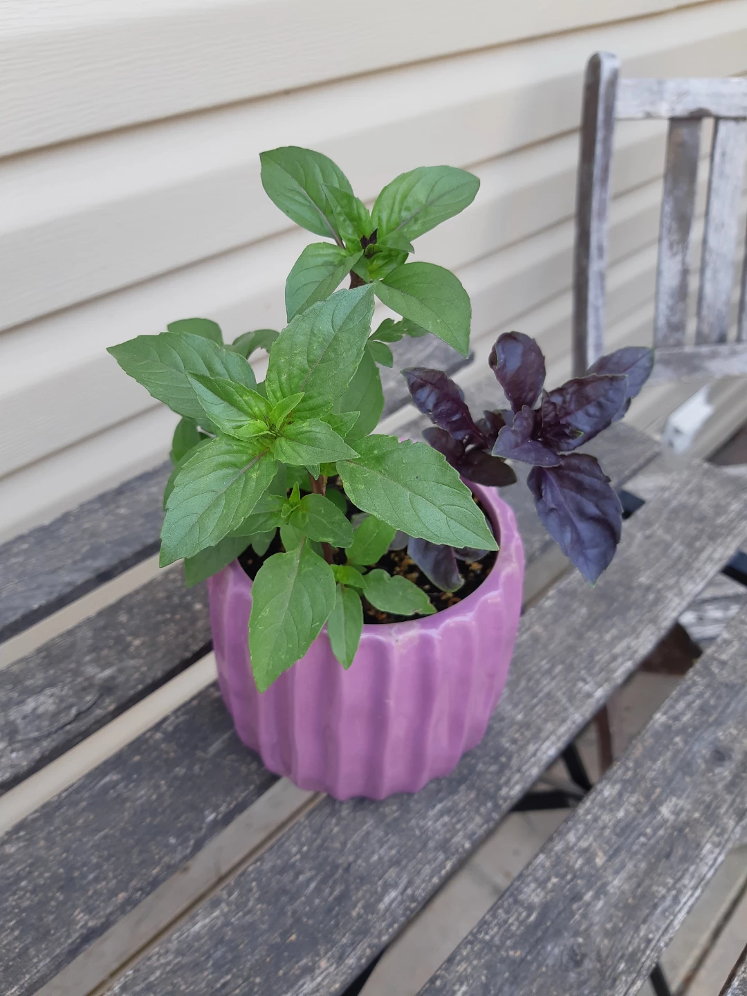 Ceramic planter of basil - photo 5