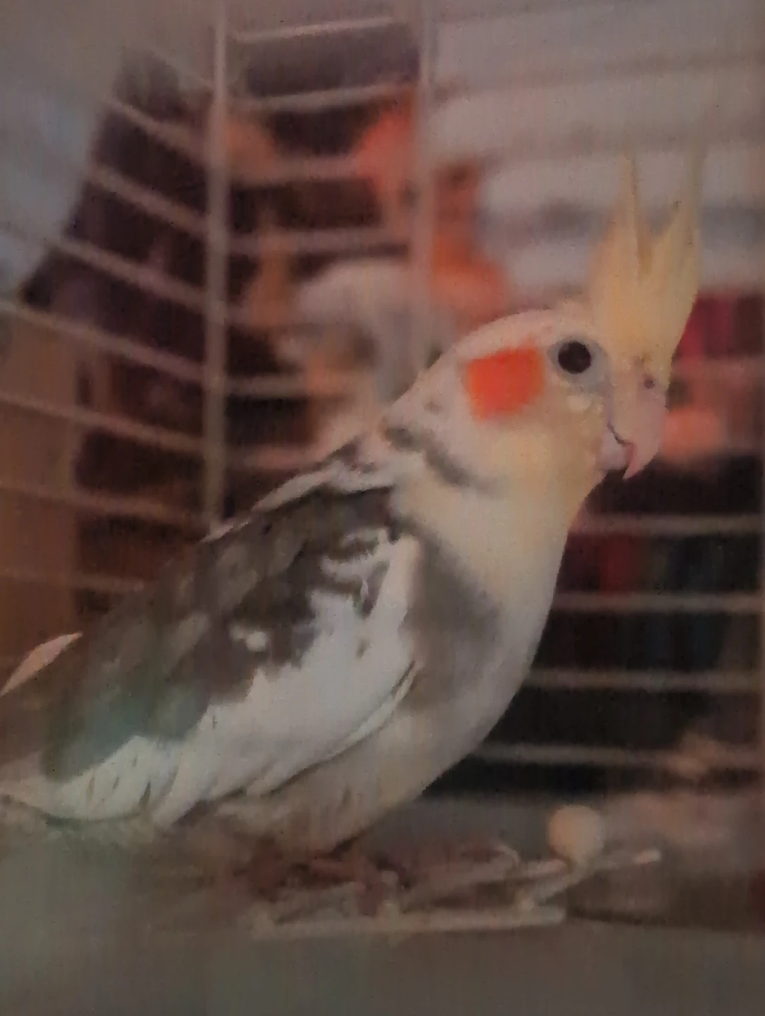 LOOKING FOR MY LOST COCKATIEL