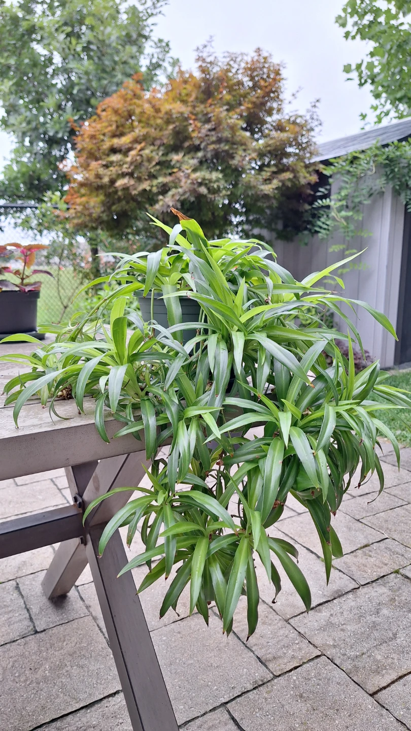 Green spider plant with trailing babies