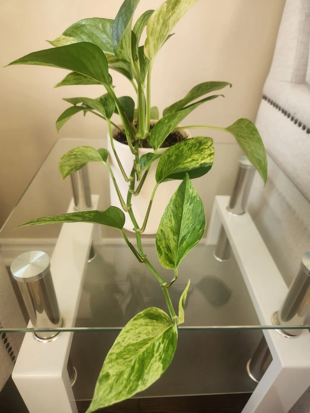 Marble Queen Pothos Plant - photo 2