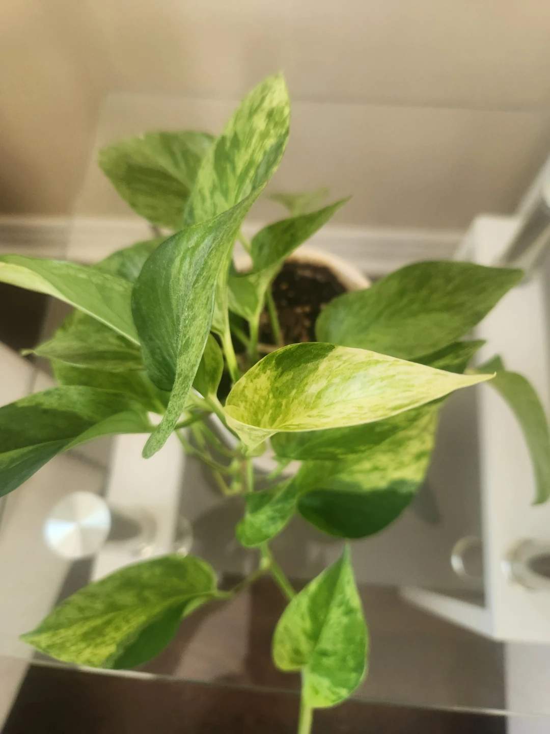 Marble Queen Pothos Plant
