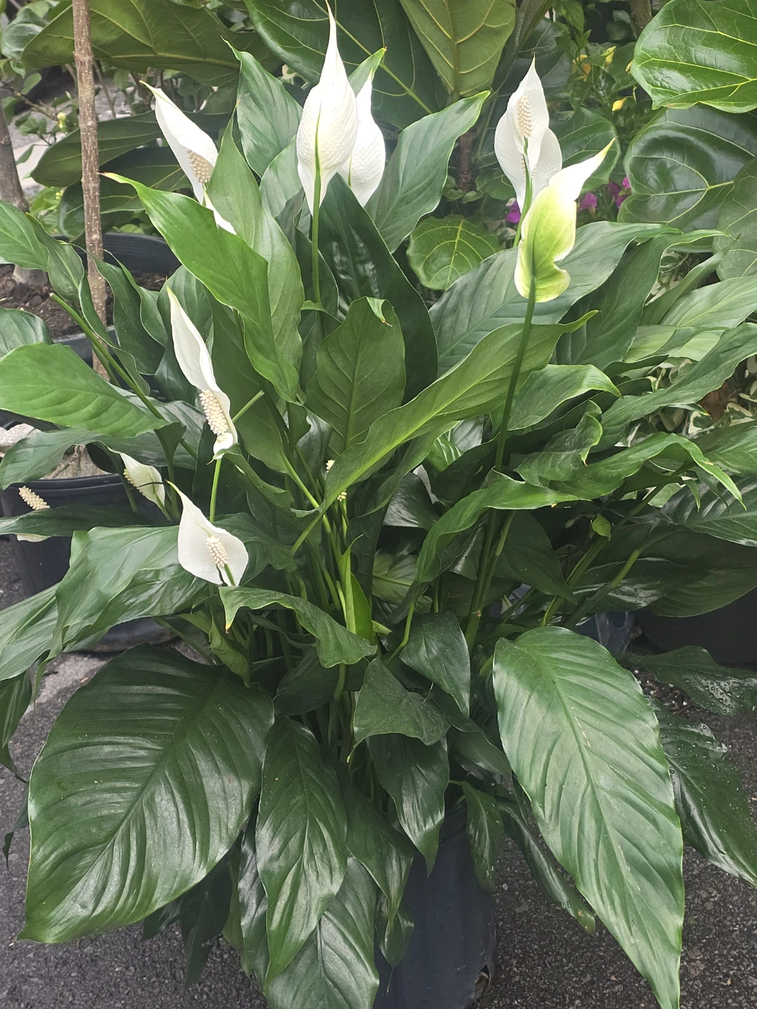 Peace Lily Planter 10"pot