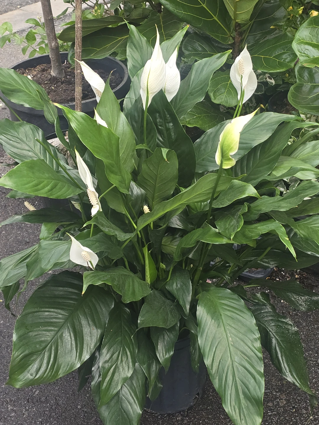 Peace Lily Planter 10"pot - photo 2