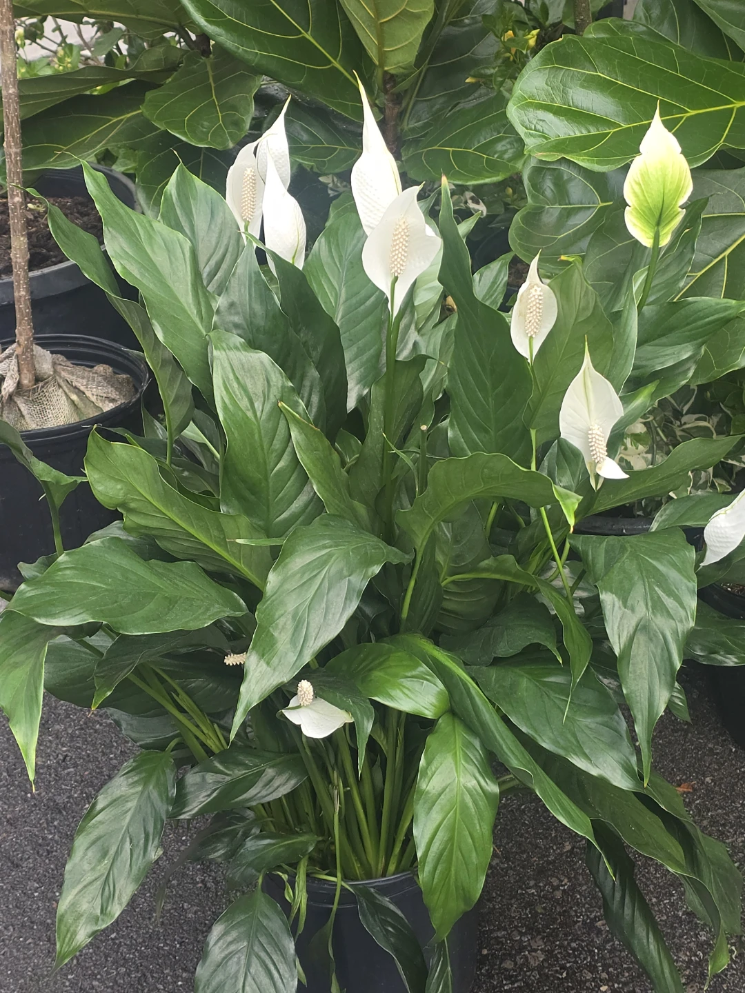 Peace Lily Planter 10"pot - photo 4