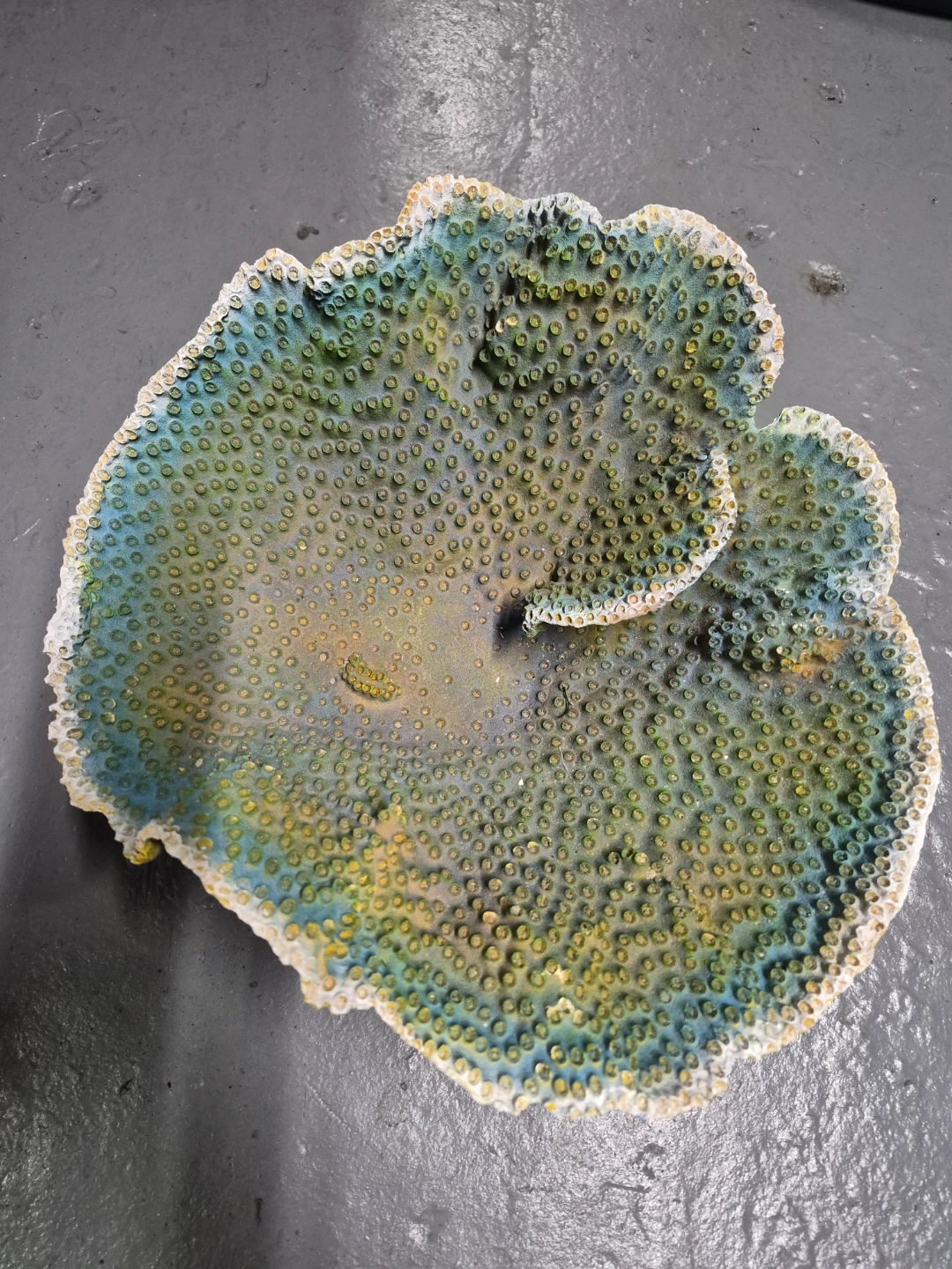 Decorative Coral Piece - photo 3