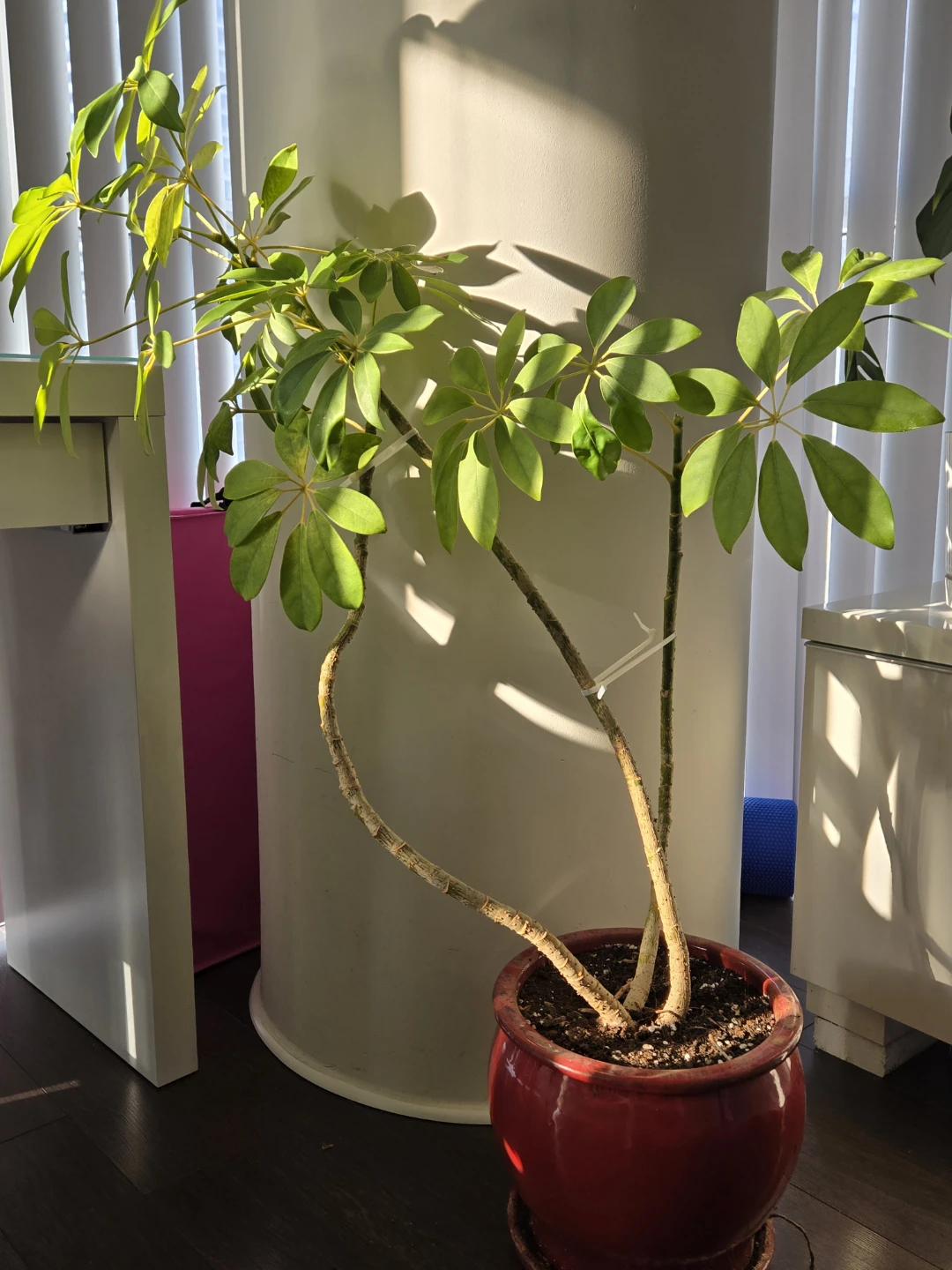 Schefflera Plant in Red Pot