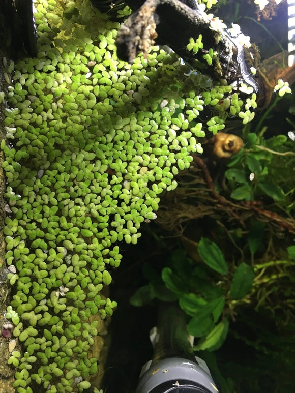 Duck Weed Plant