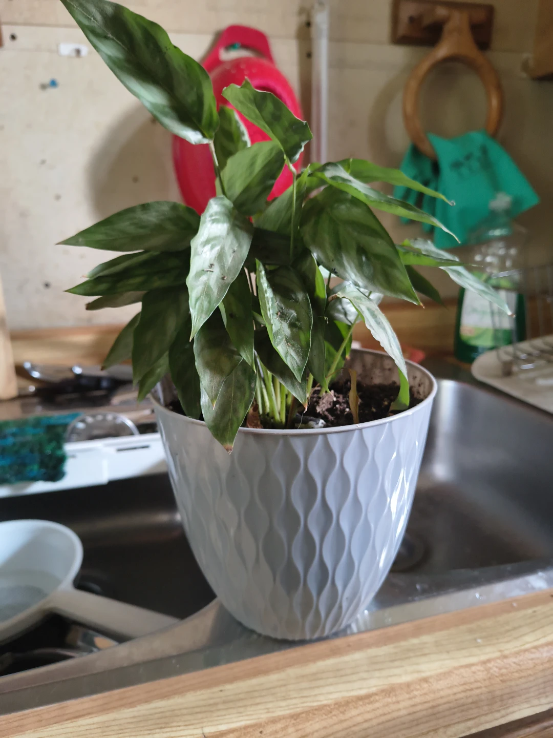 Calathea Rattlesnake Plant in decorative pot