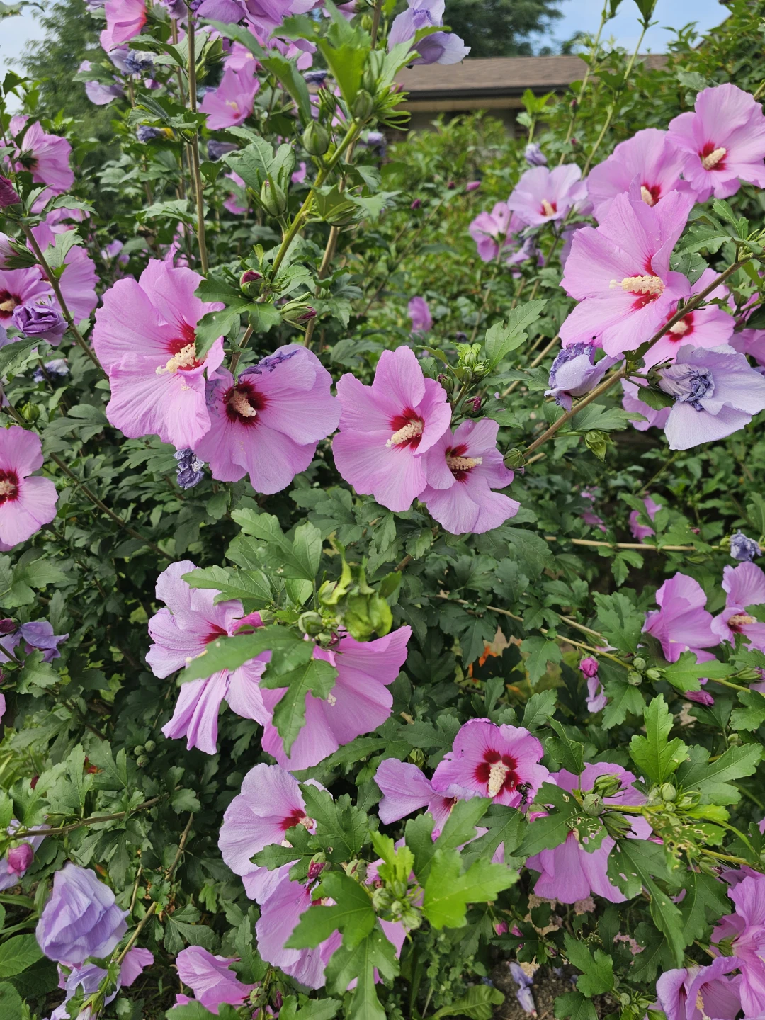 Pls check location below: Rose of Sharon Tree